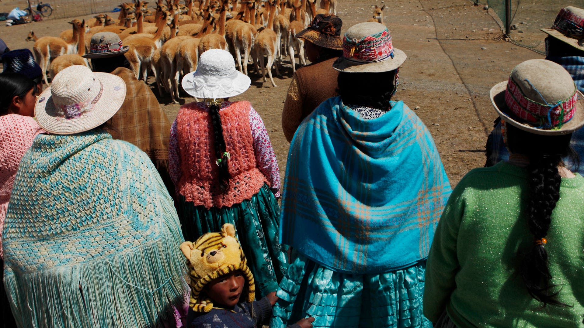 Bolivia_Vicuna_Photo__Grat__13_