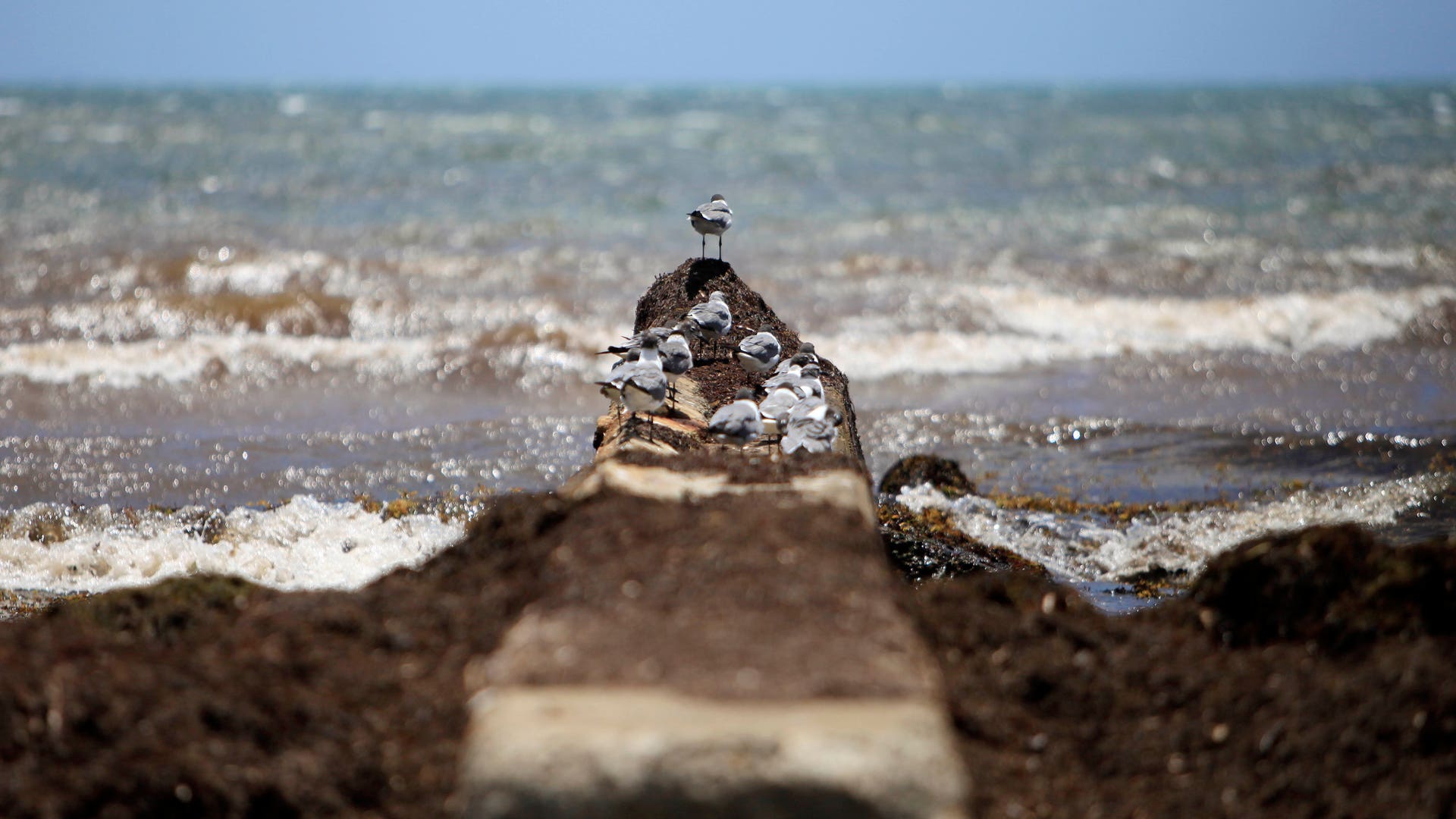 caribean_seaweed__5_