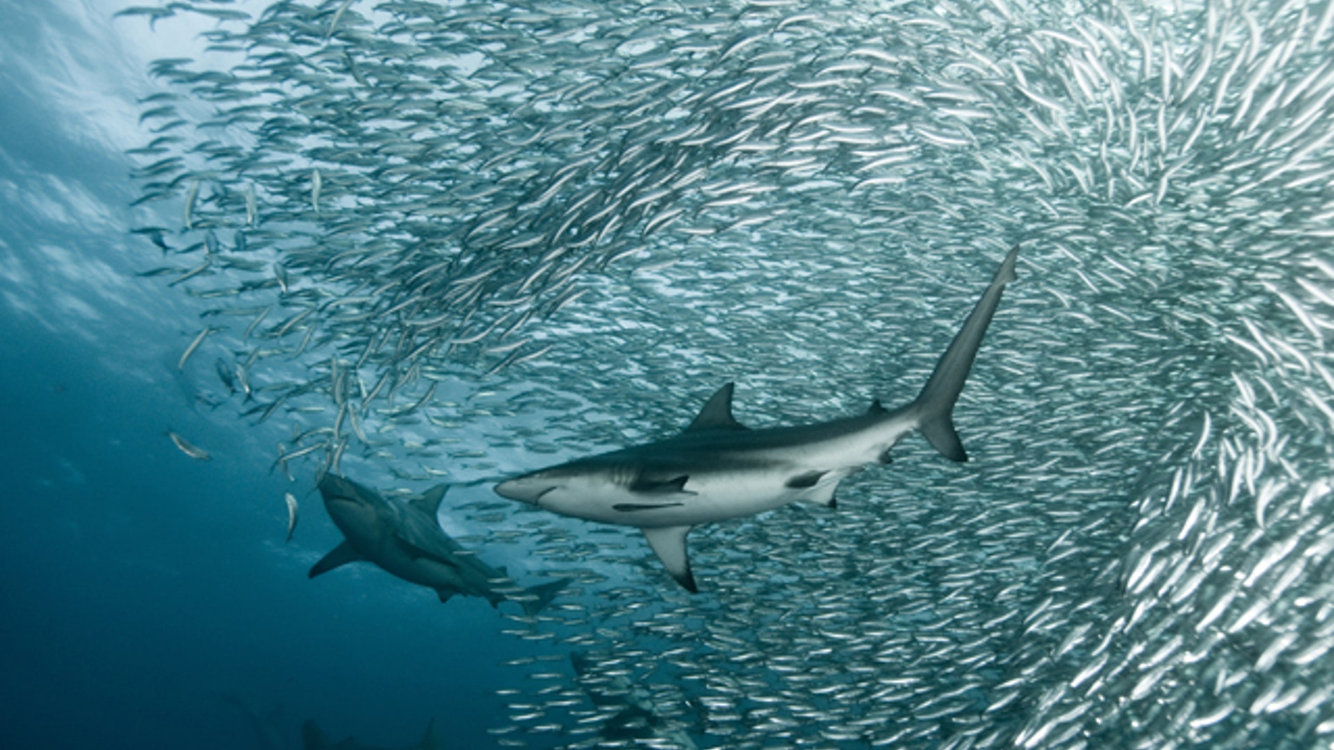 Copper Sharks