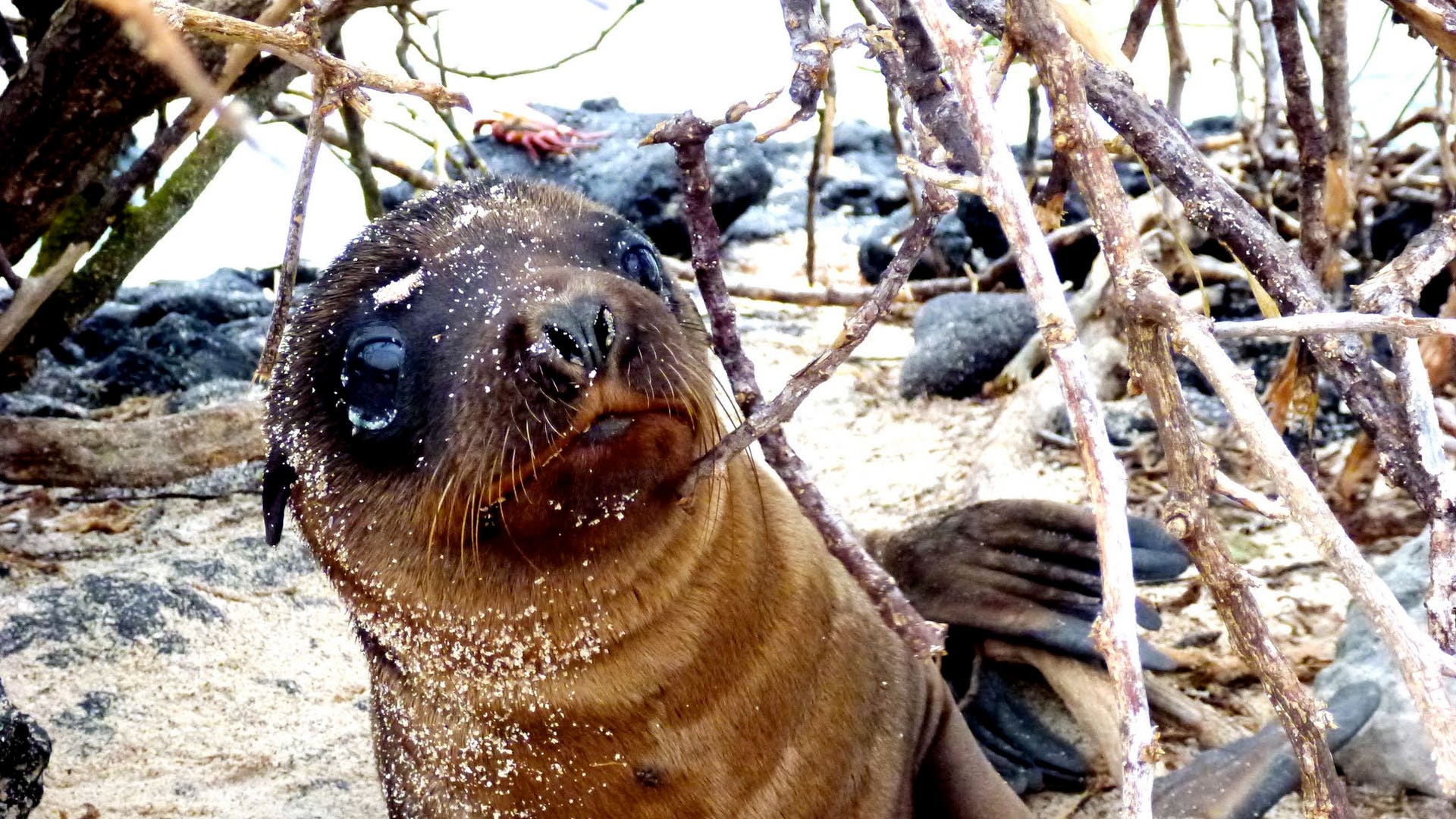 Baby_Sea_Lion_in_the_Brush_on_Chinese_Hat