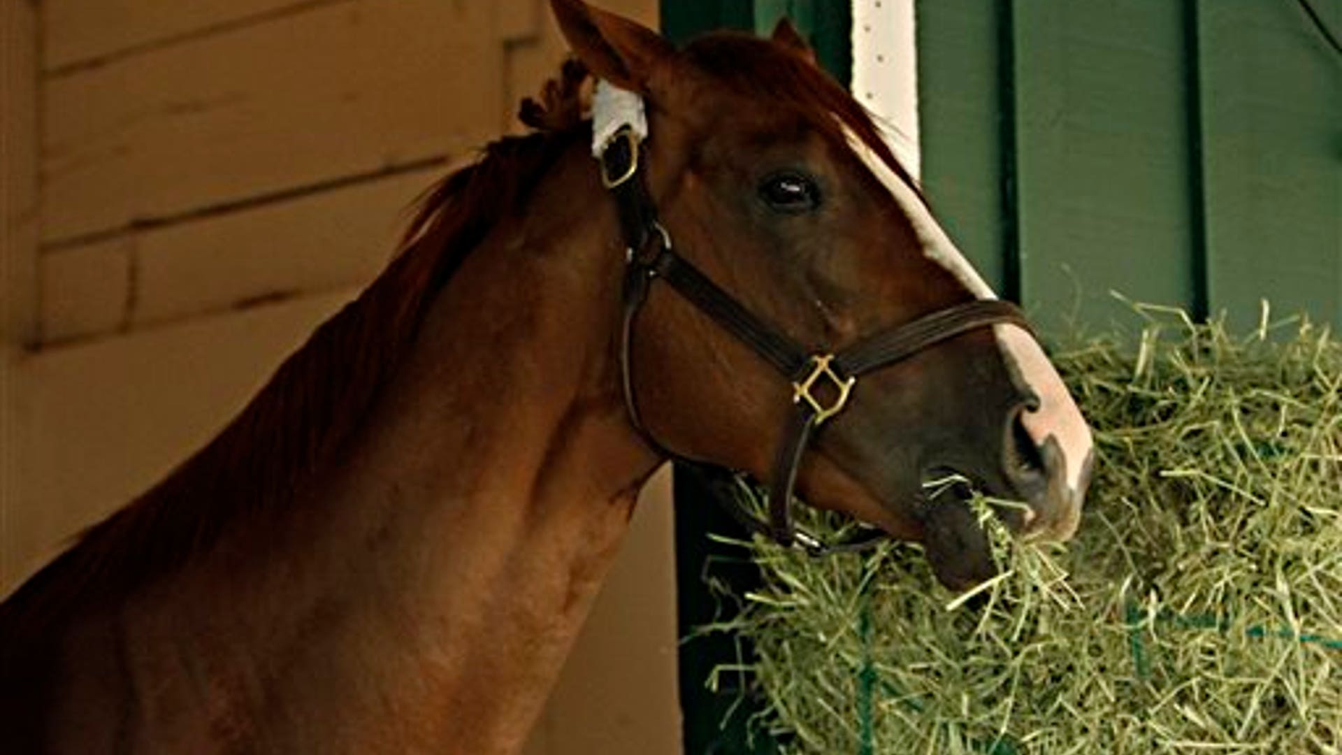 California_Chrome_14
