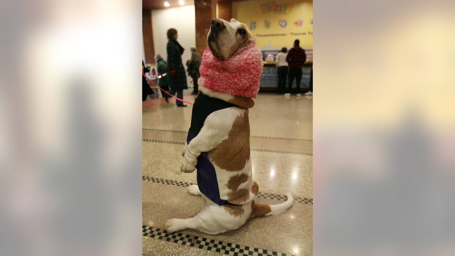 Nicole__a_Basset_Hound