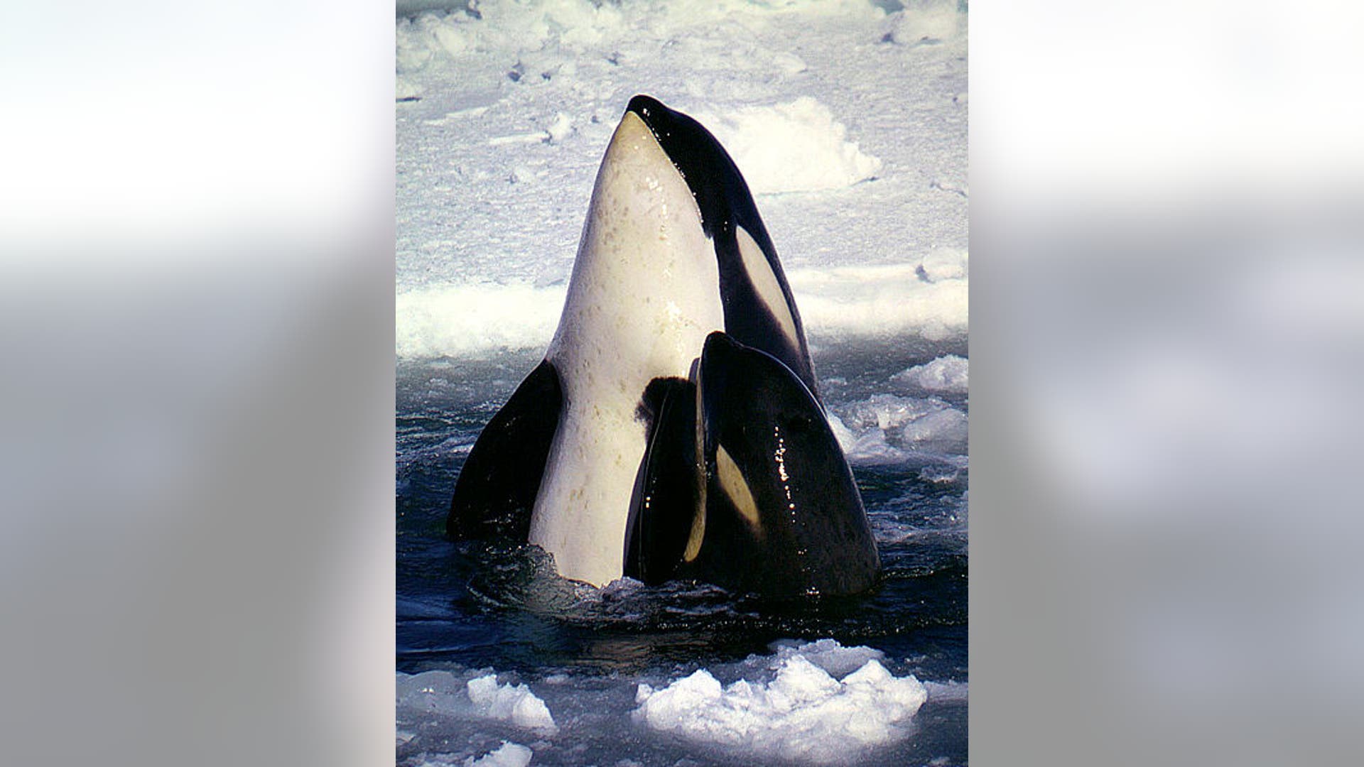 Largest Oceanic Dolphin