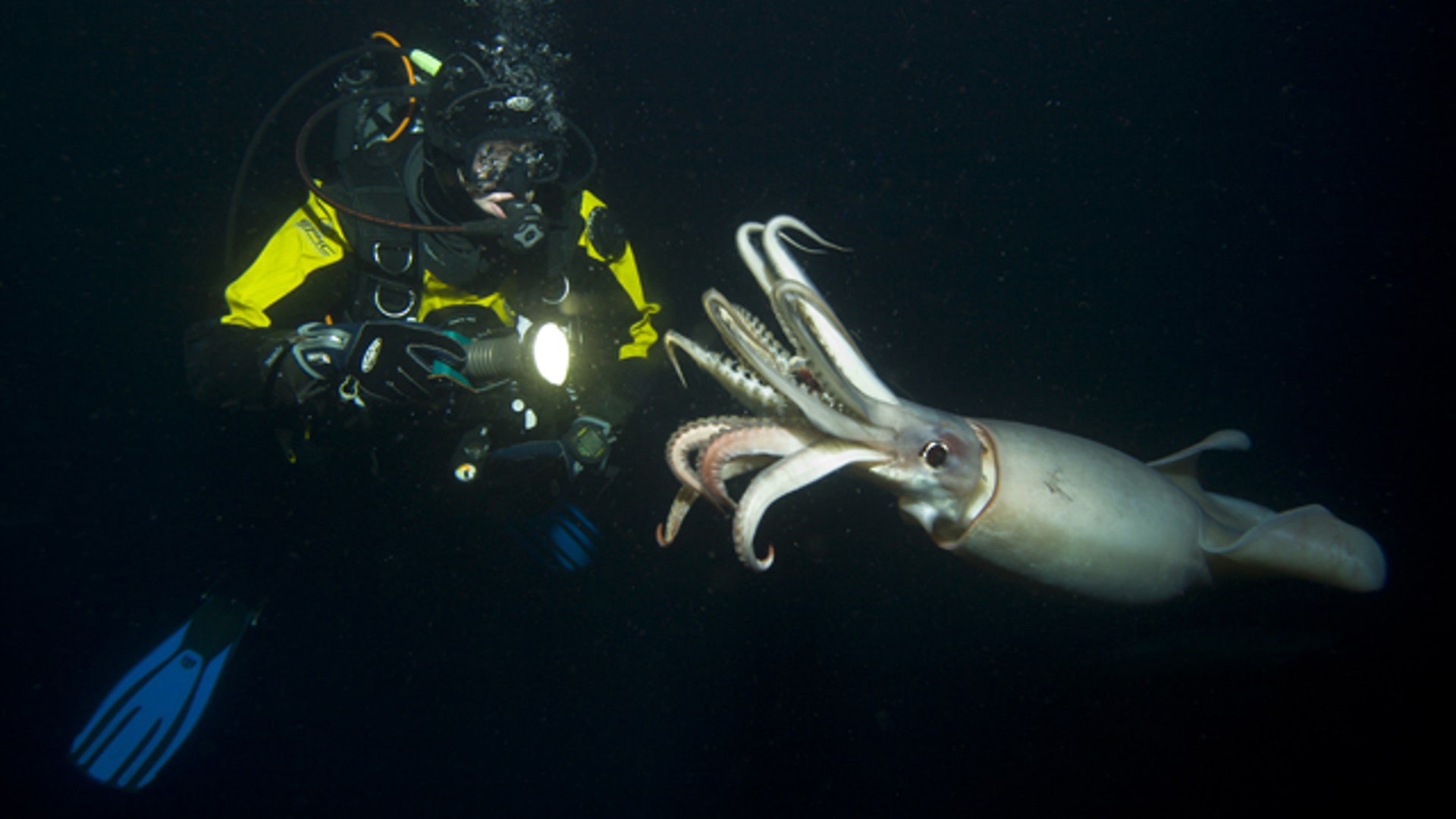 Humboldt Squid