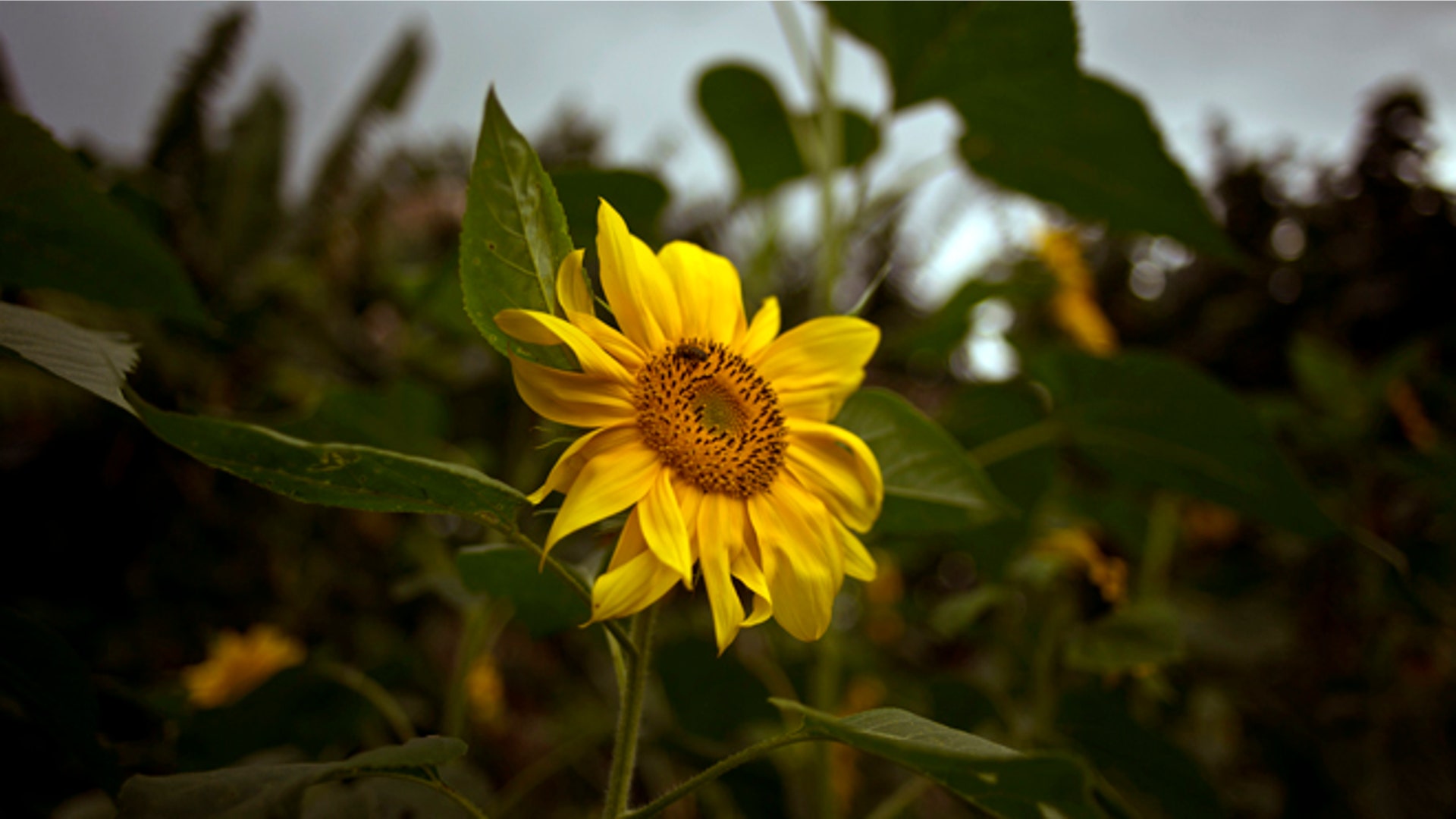 Cuba_Flower_Vendor__4_