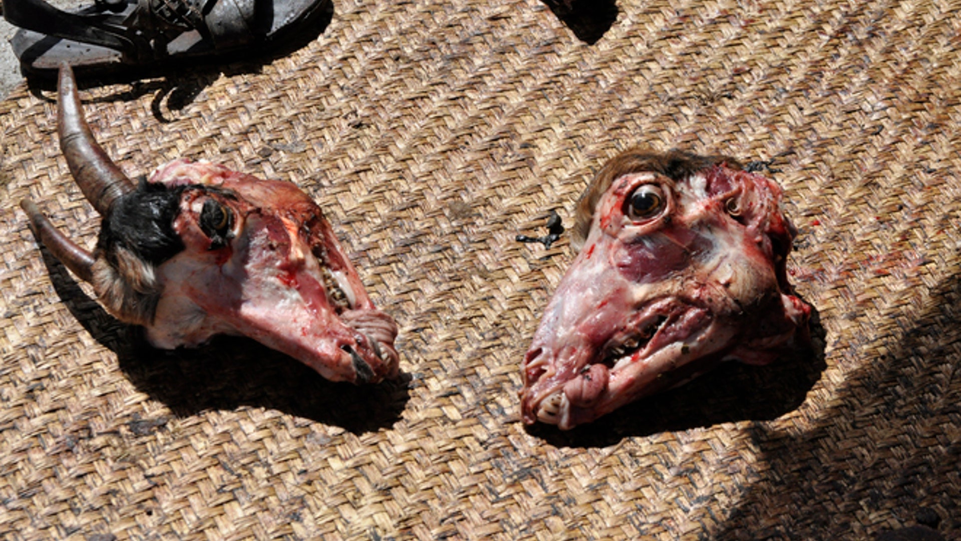 Goat_heads_on_ground_Latino