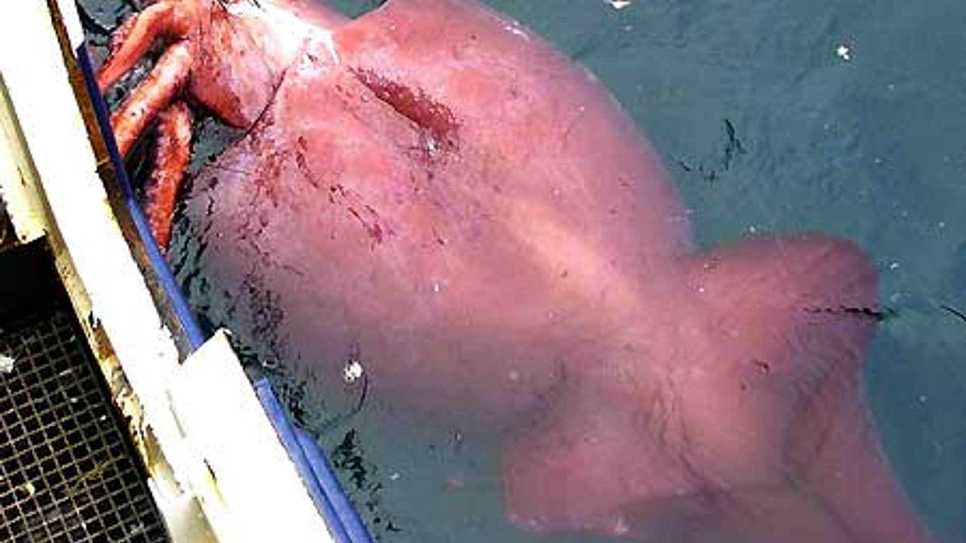 Largest Invertebrate