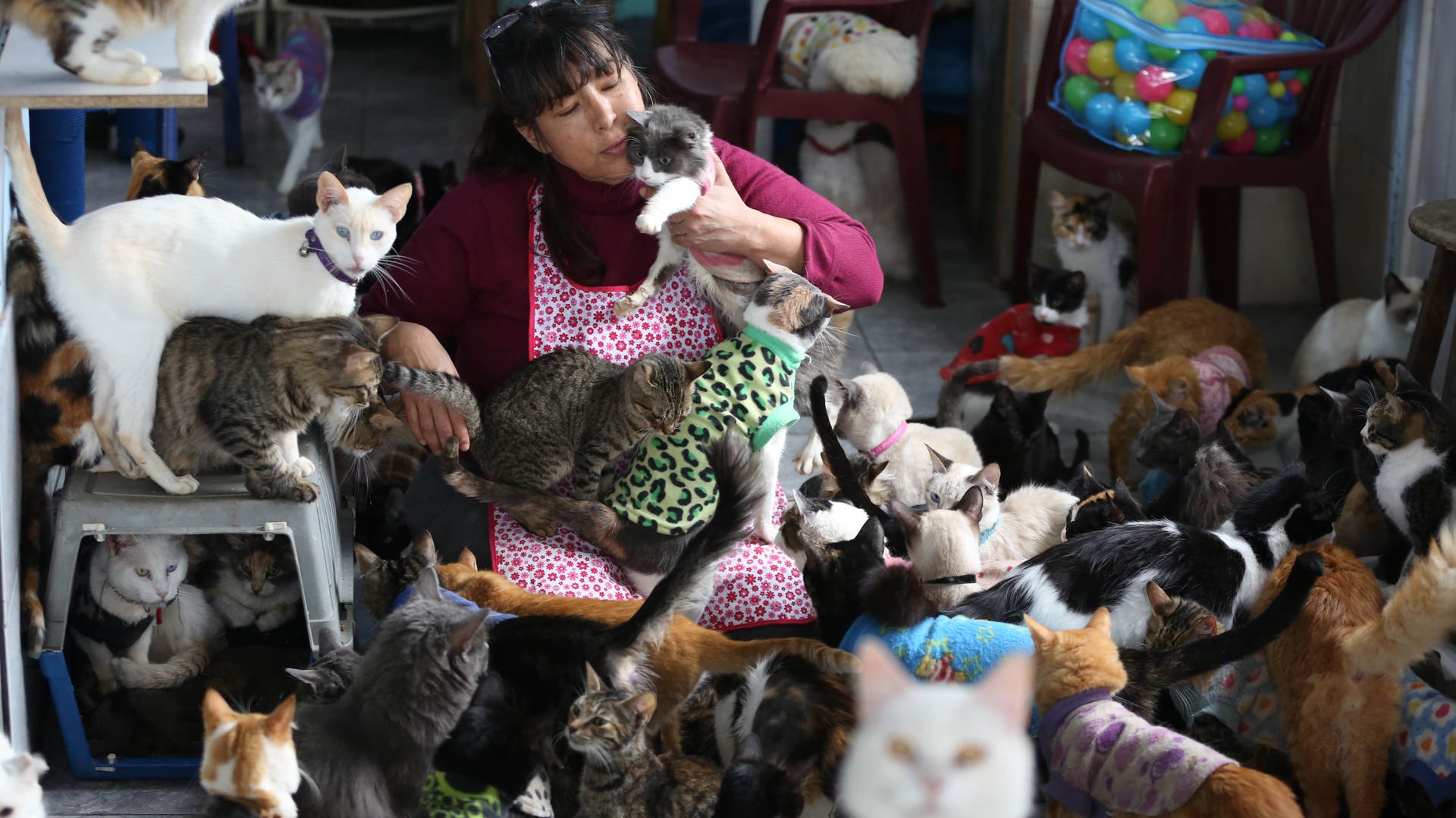 Peru_Cat_Hospice__erika_garcia_foxnewslatino_com_3