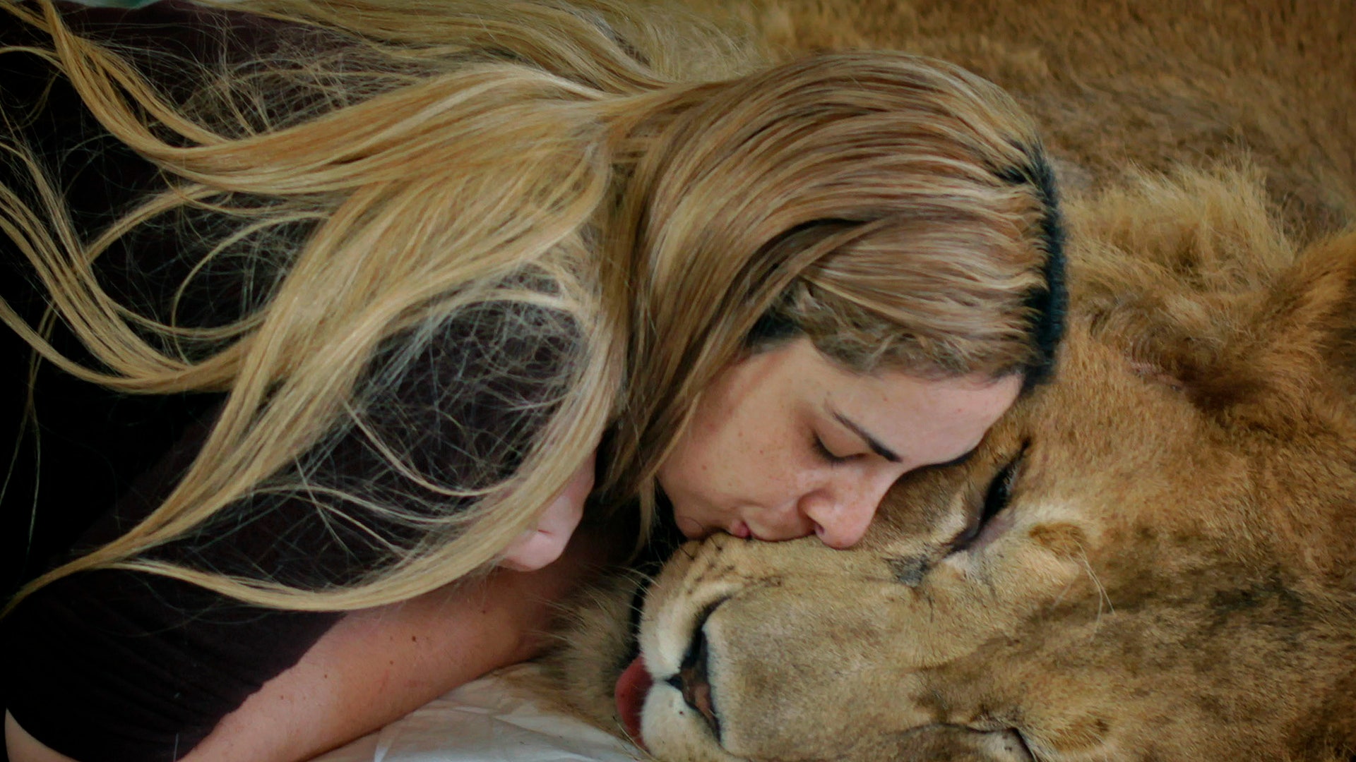 Как понравиться льву. Девушка целует Льва. Лев обнимает женщину. Девушка и Лев обнимаются. Девочка обнимает Льва.