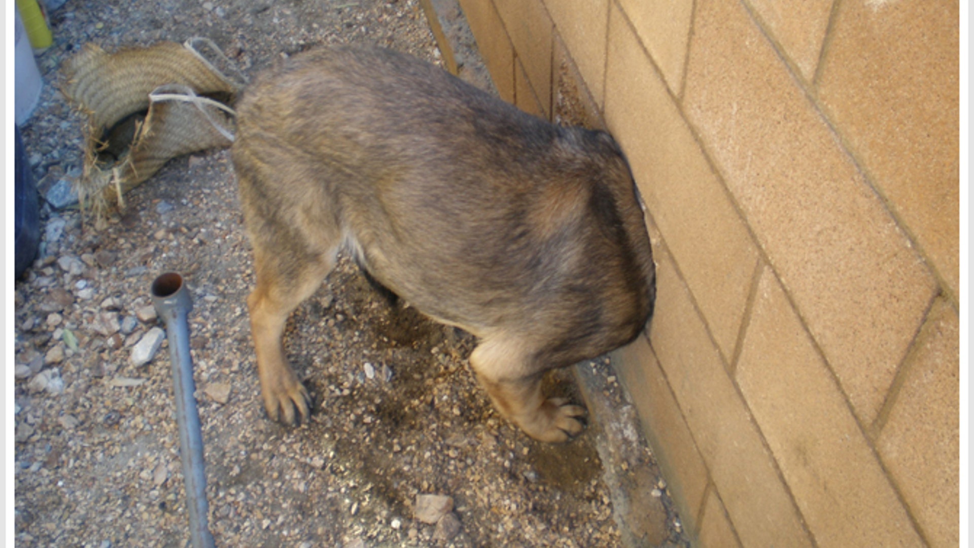 Dog Stuck in Wall