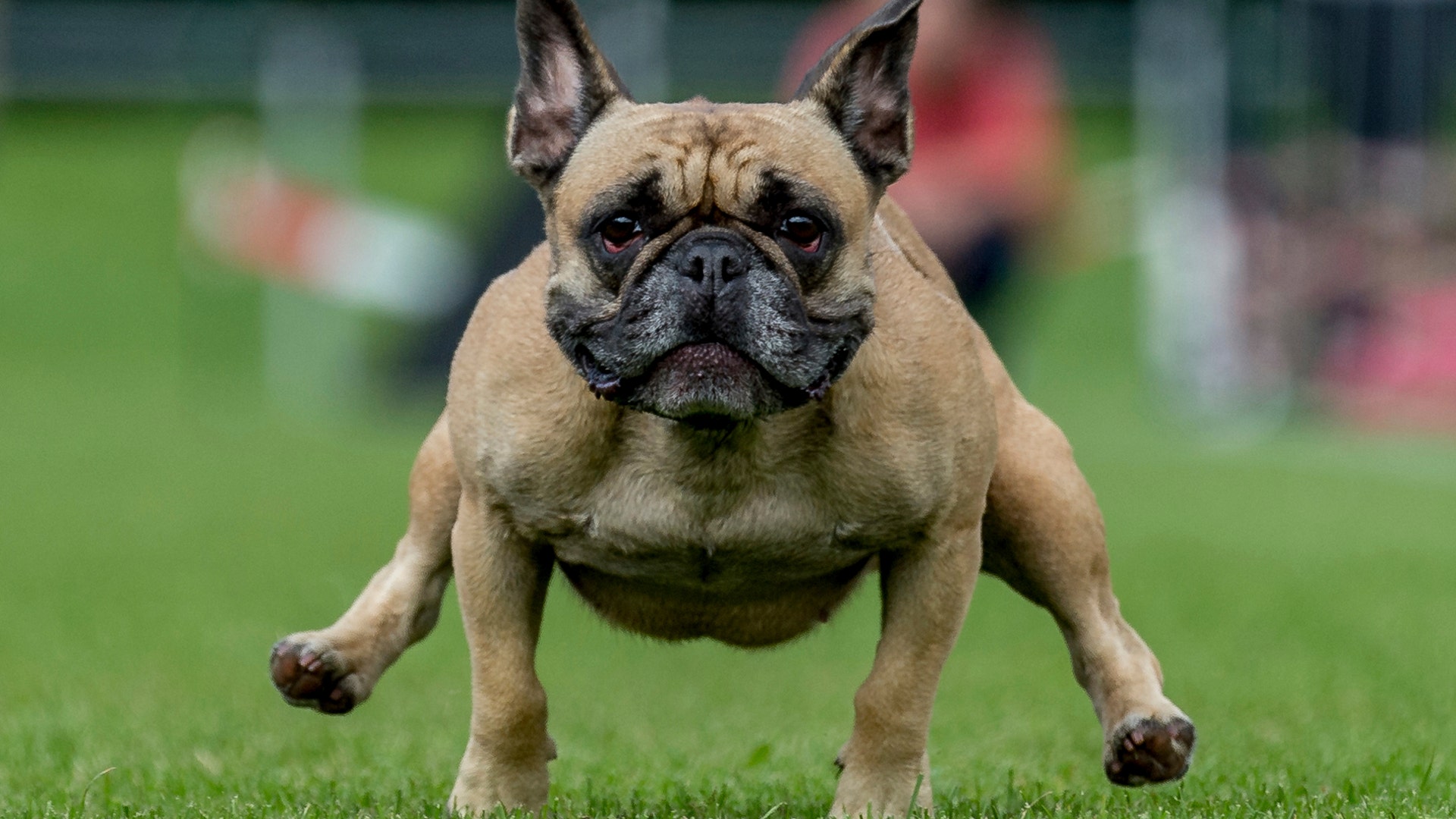 A French bulldog speeds across the 50 meter course during the Pug and Bulldog Race 2017 in Wernau, Germany, September 3, 2017