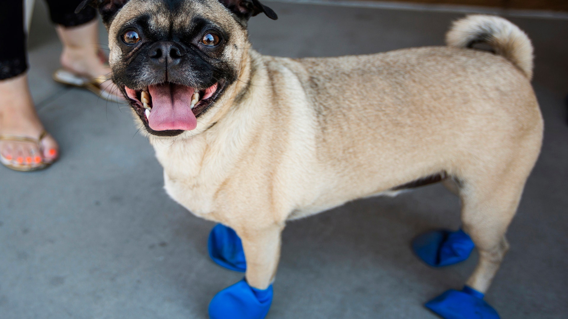 Kara Leavitt, picks up elastic booties for her 4-year-old dog Chase in Tempe, Ariz. on Tuesday