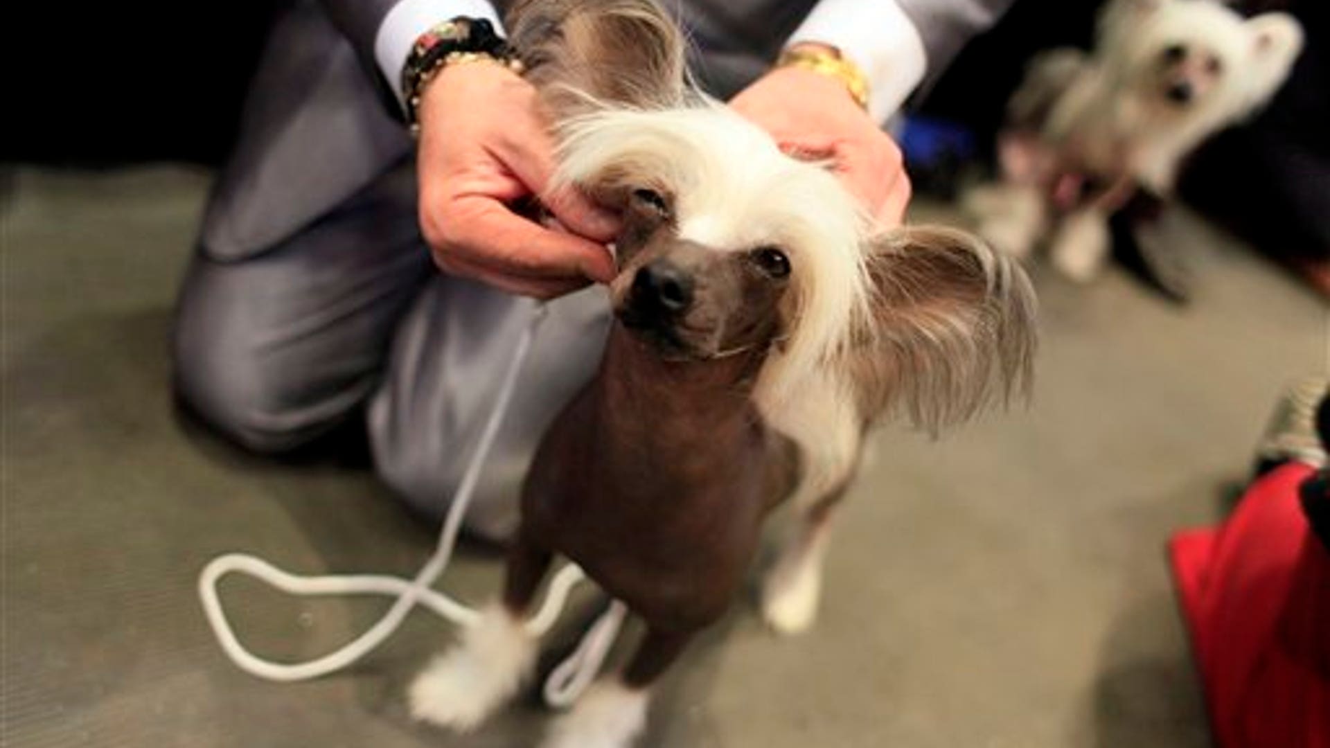 Tommy__a_Chinese_Crested