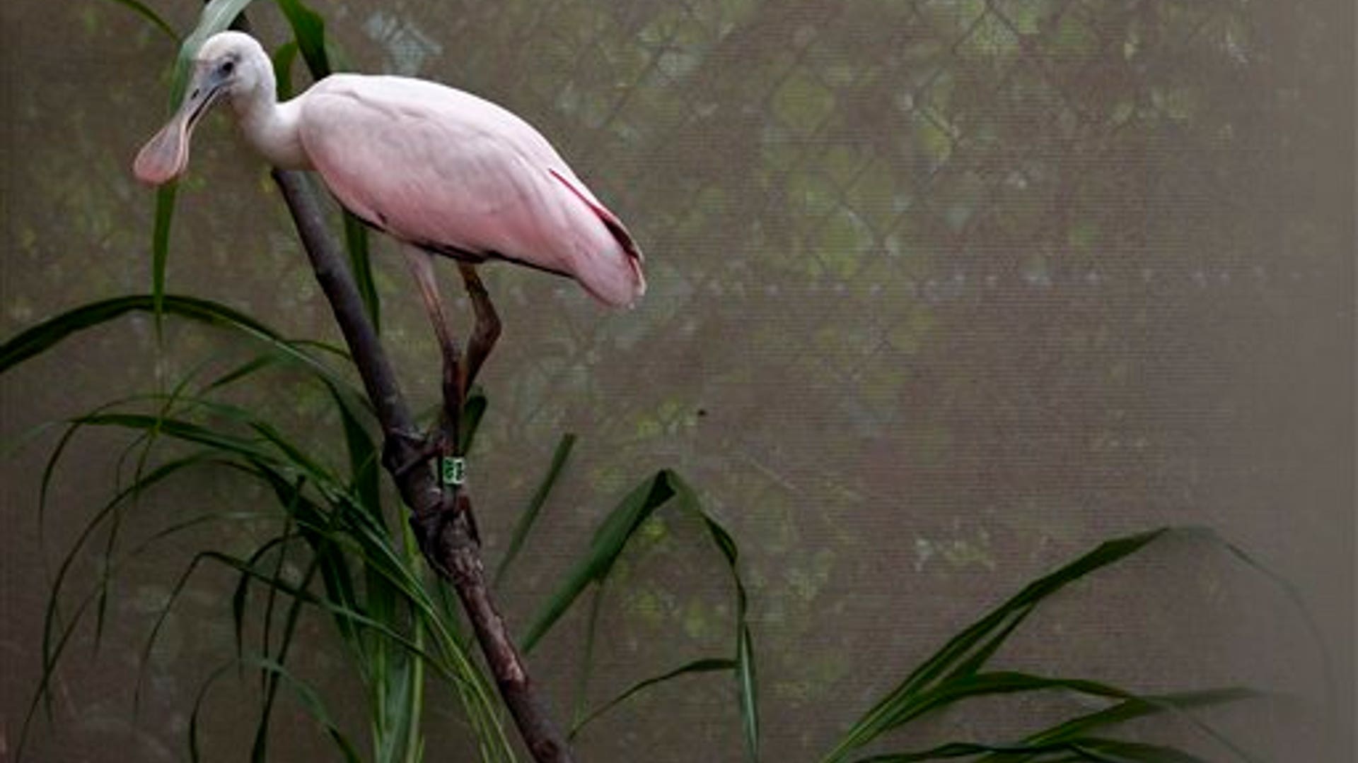 Roseate_Spoonbill
