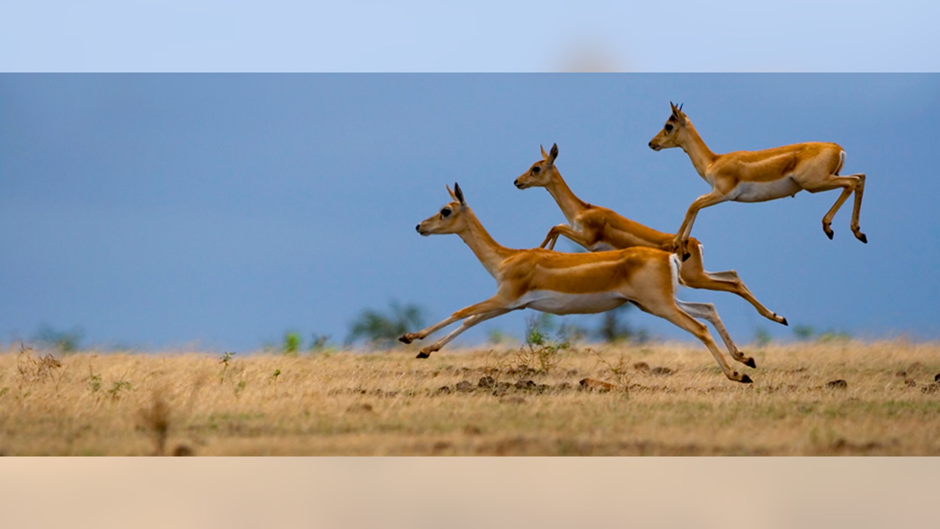 The_High_Jump_Competition