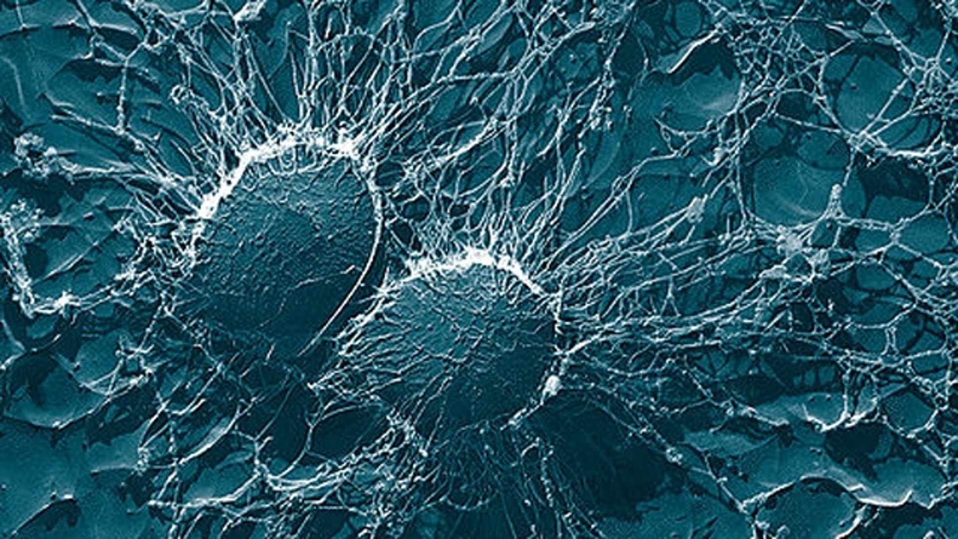 Contains Antibacterial Properties