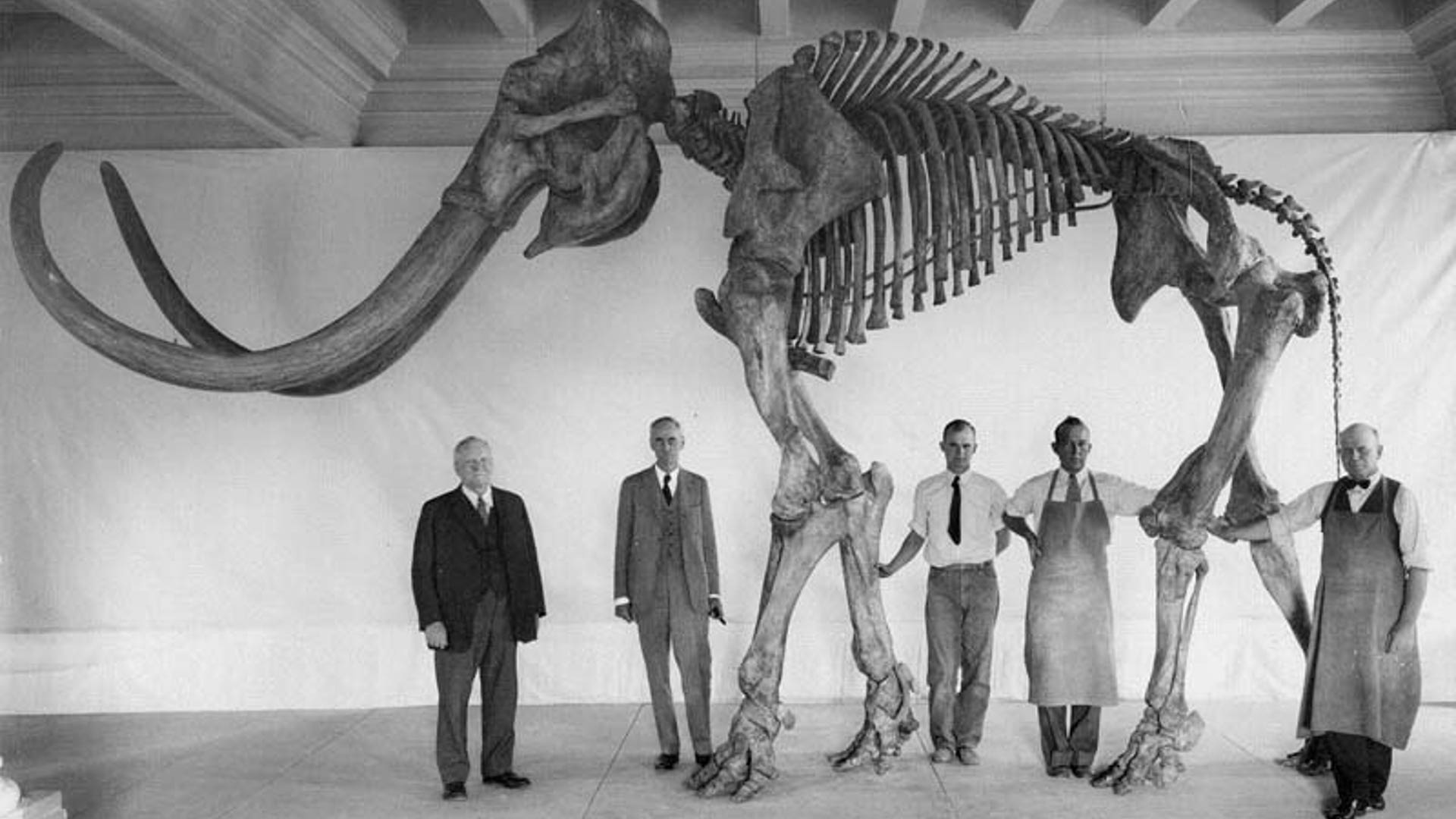 Mammoth Skeleton