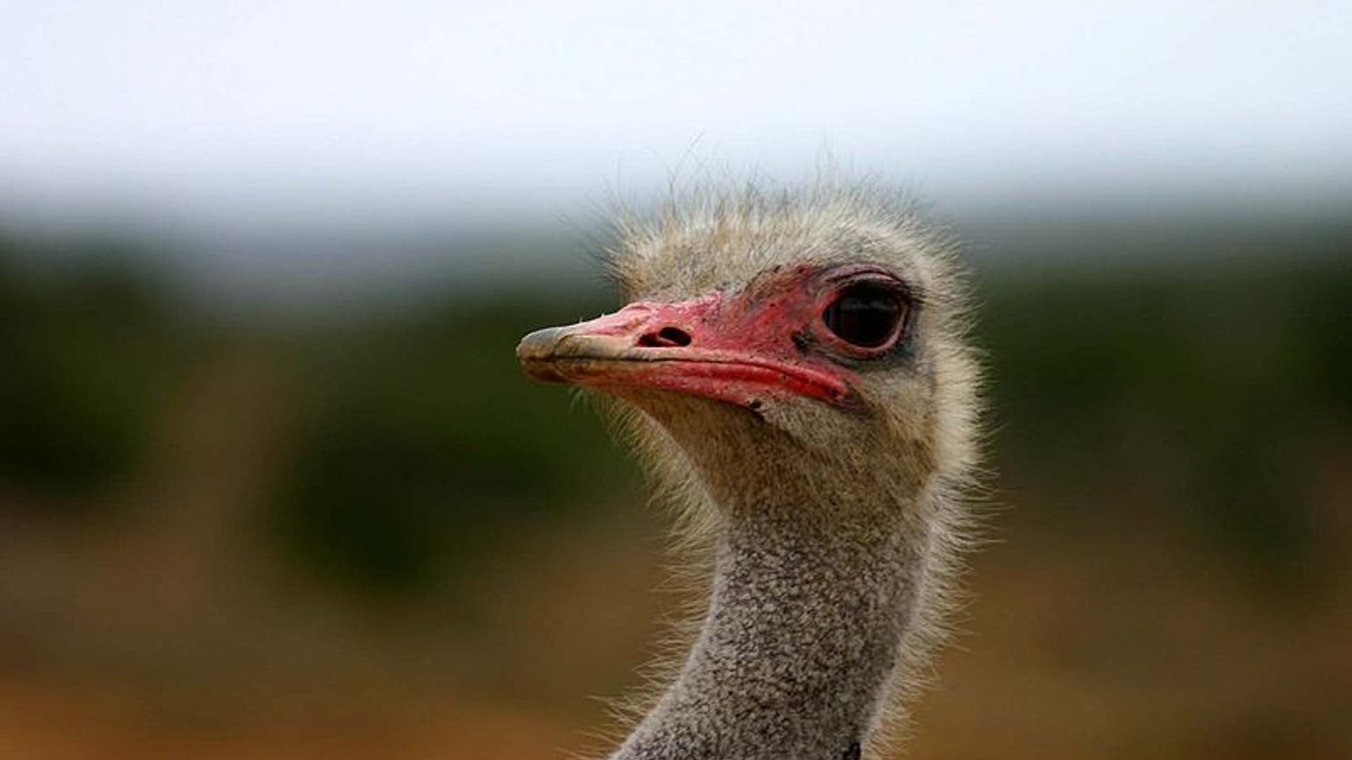Ostrich