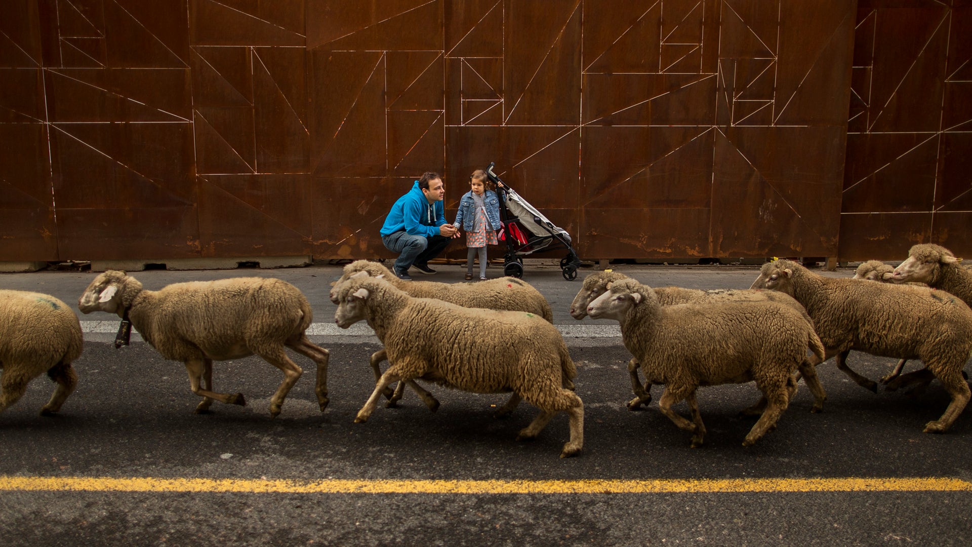 Spain_Sheep_Crossing_Garc_4_