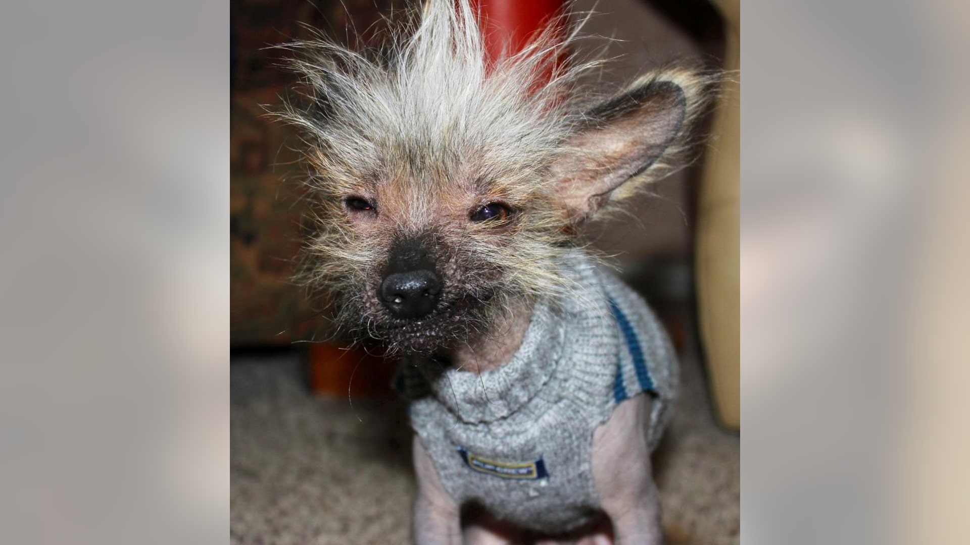 Ugly_Dog_2013___chupee