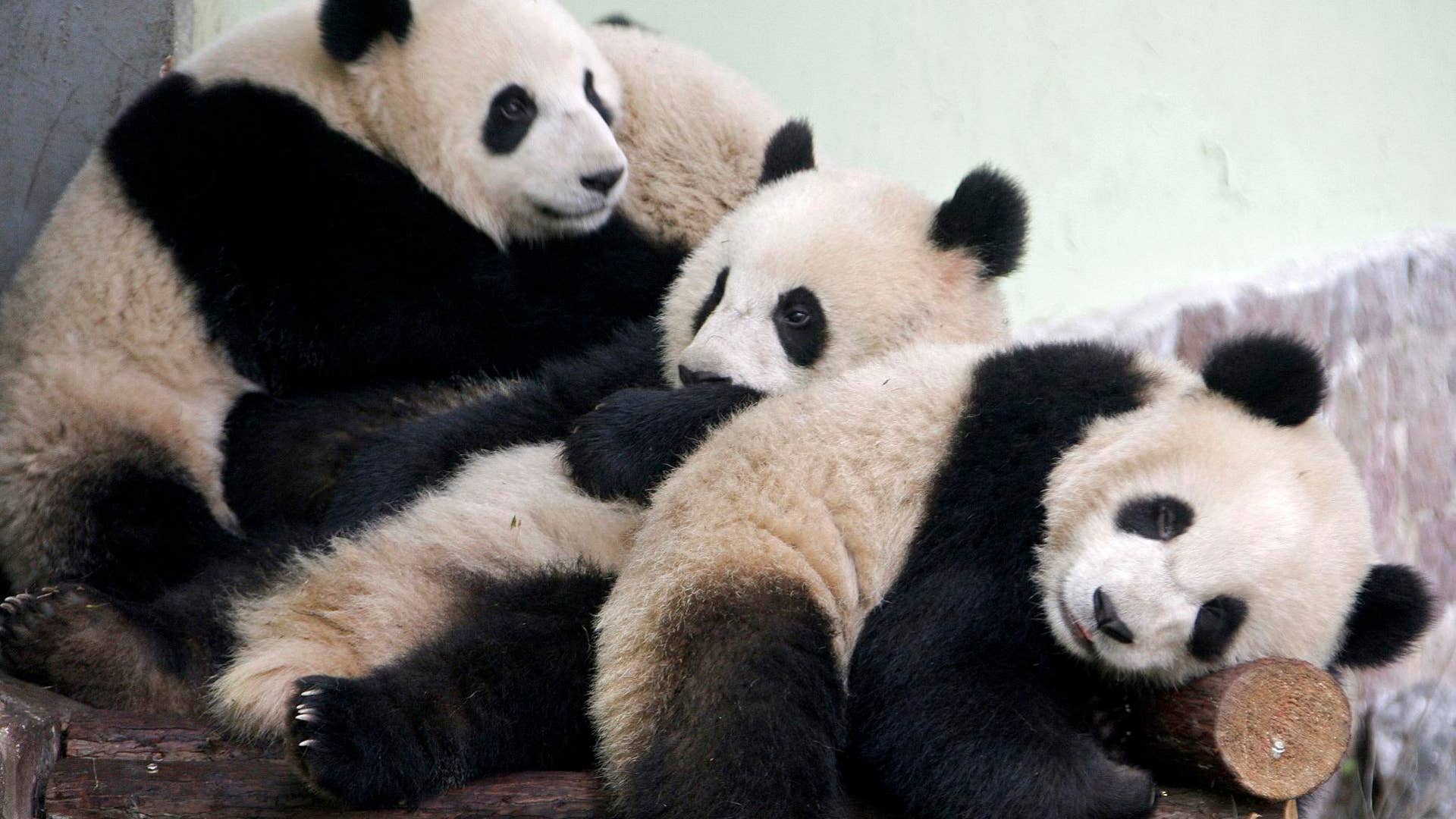 Giant Chinese Pandas