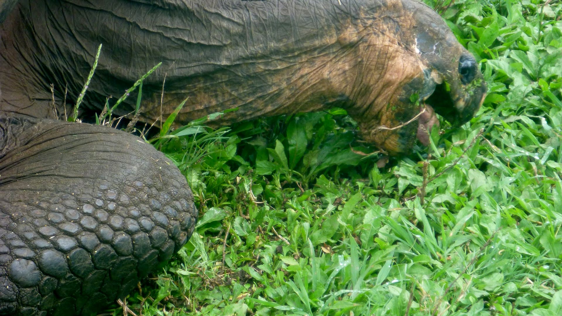 Giant_Tortoise_Chomping_Grass_on_Santa_Cruz_Island