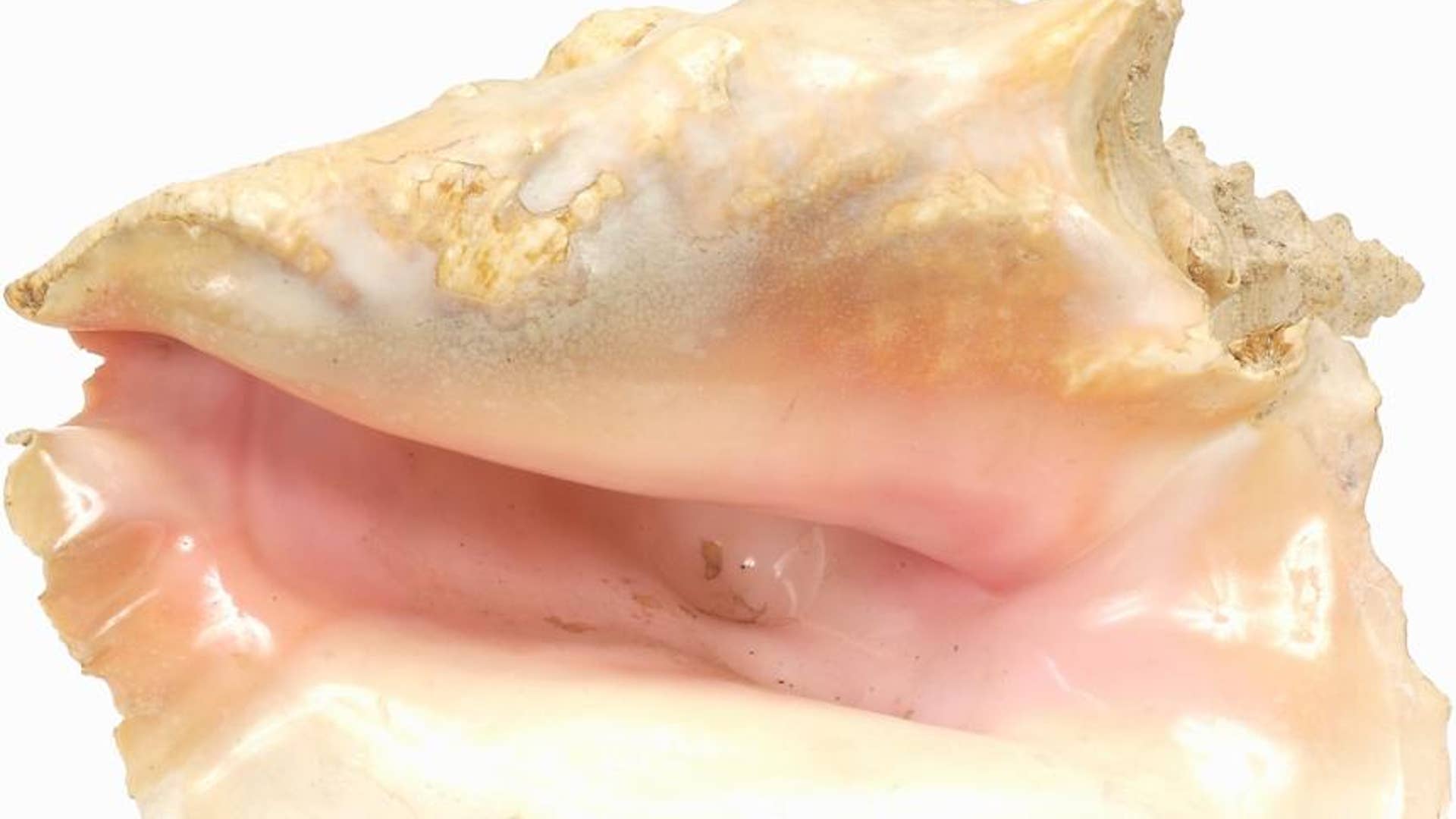 11. Conch Shell