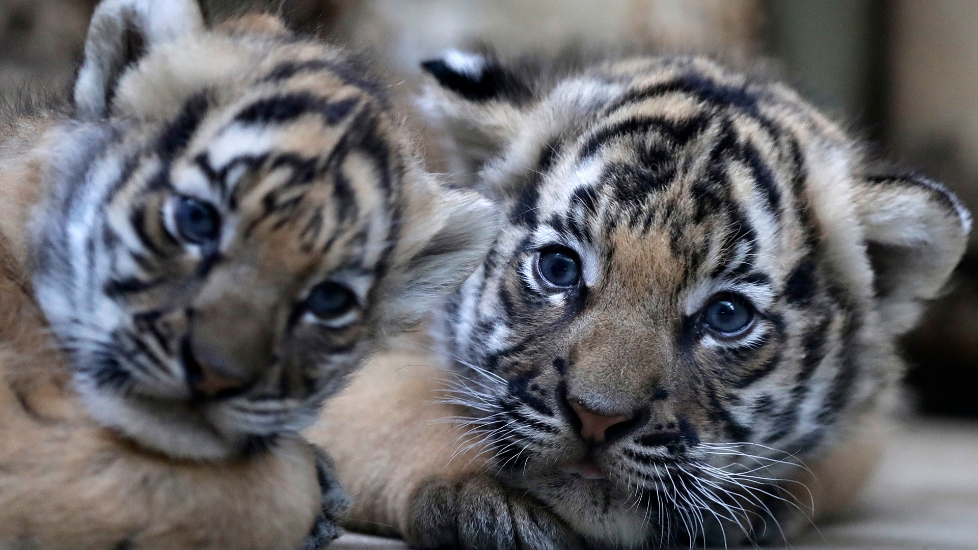 Two cubs of critically endangered Malayan tigers lie in their enclosure at the zoo in Prague, November 14, 2017