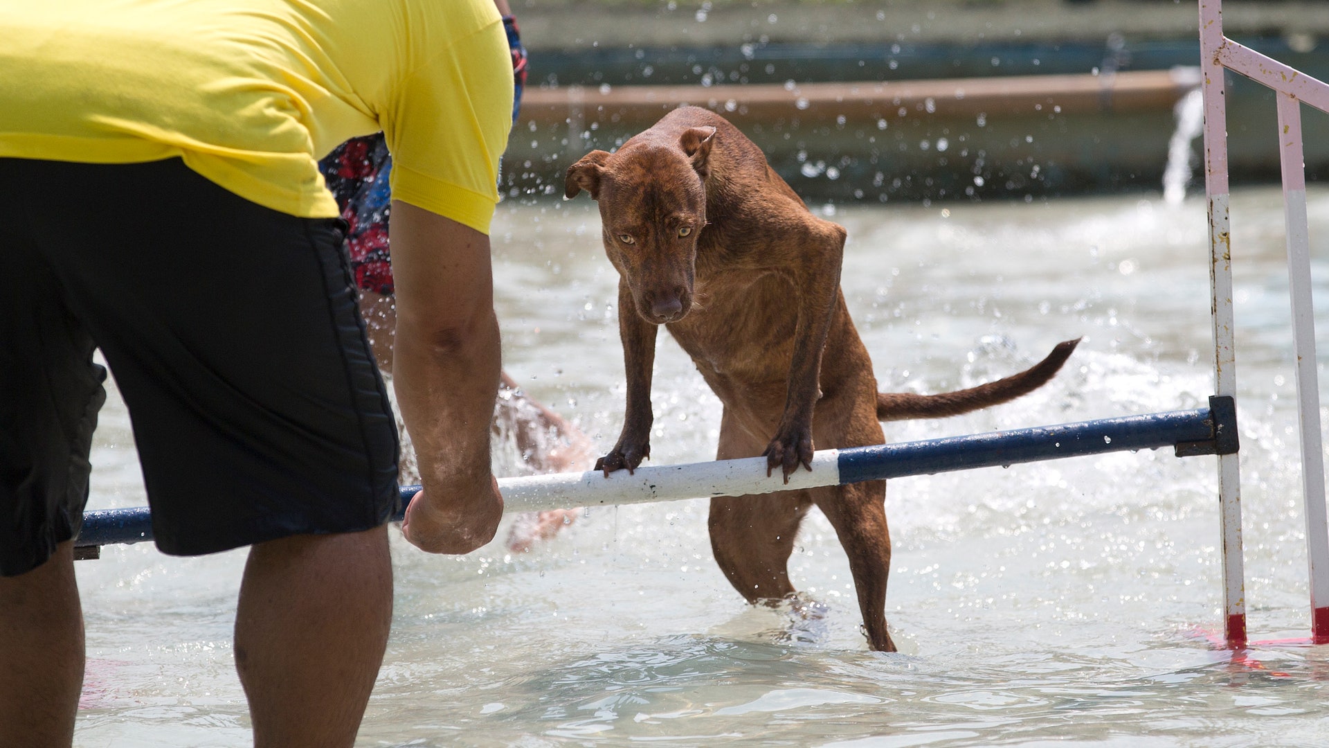 Brazil_Dog_Olympics__14_