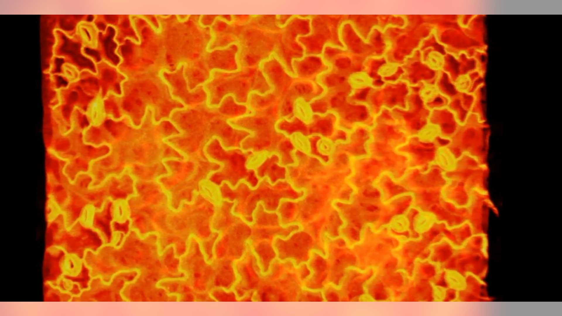 Video, honorable mention: View plant cells in 3D