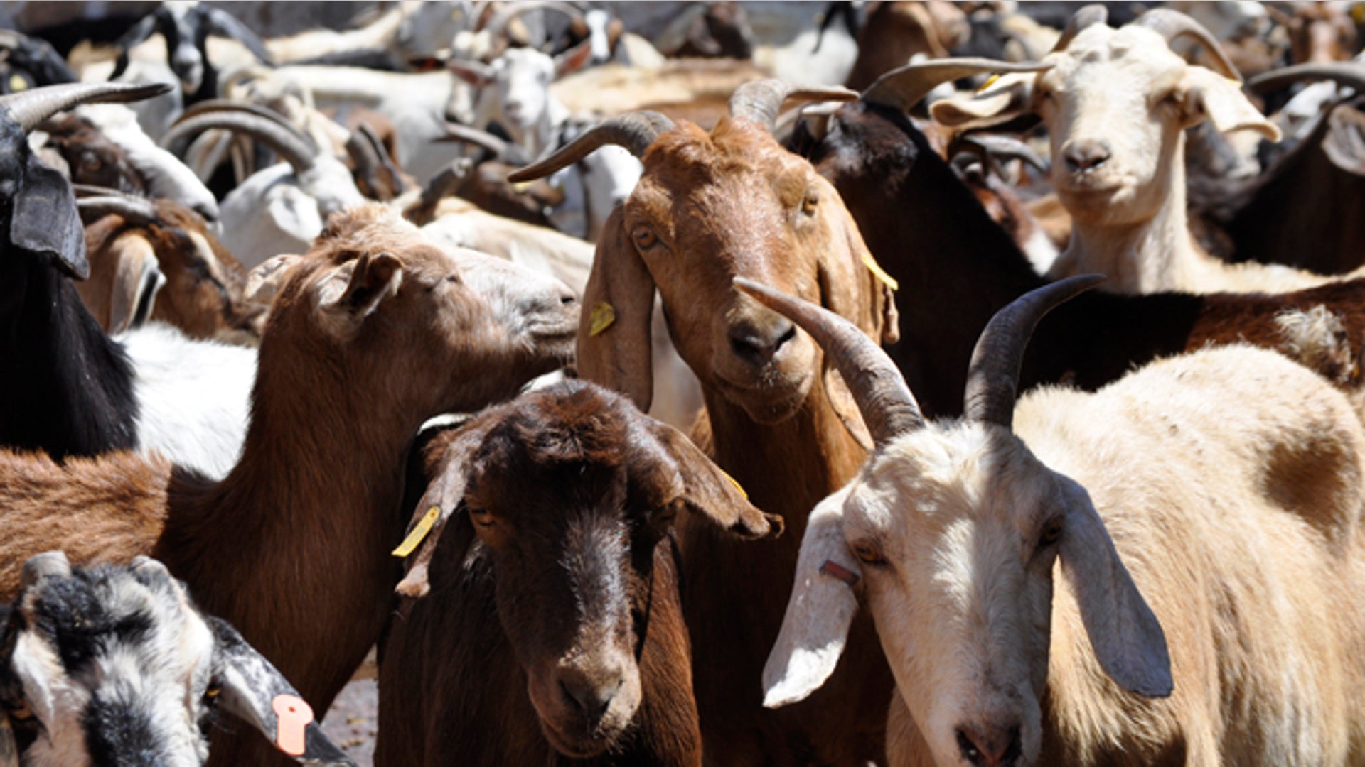 Goat_before_slaughter_Latino