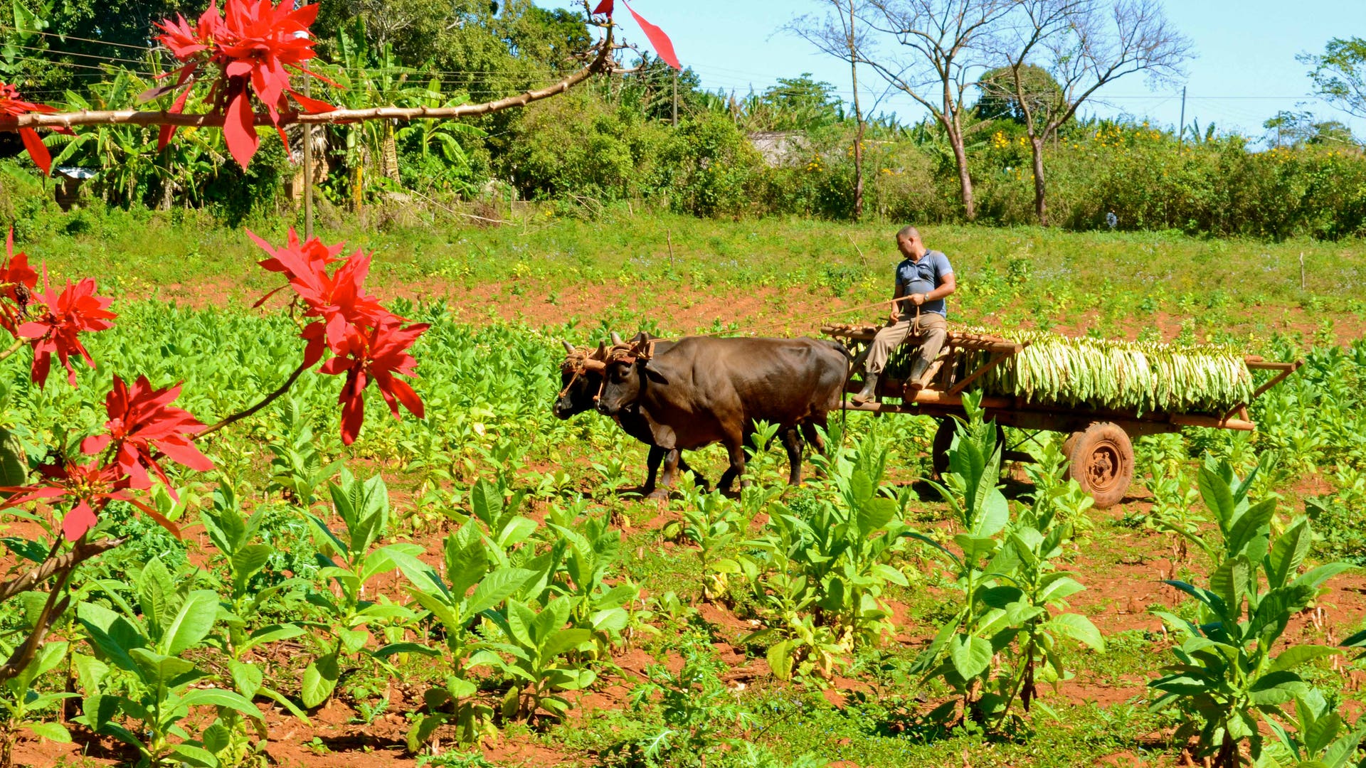 Traditional tobacco harvest