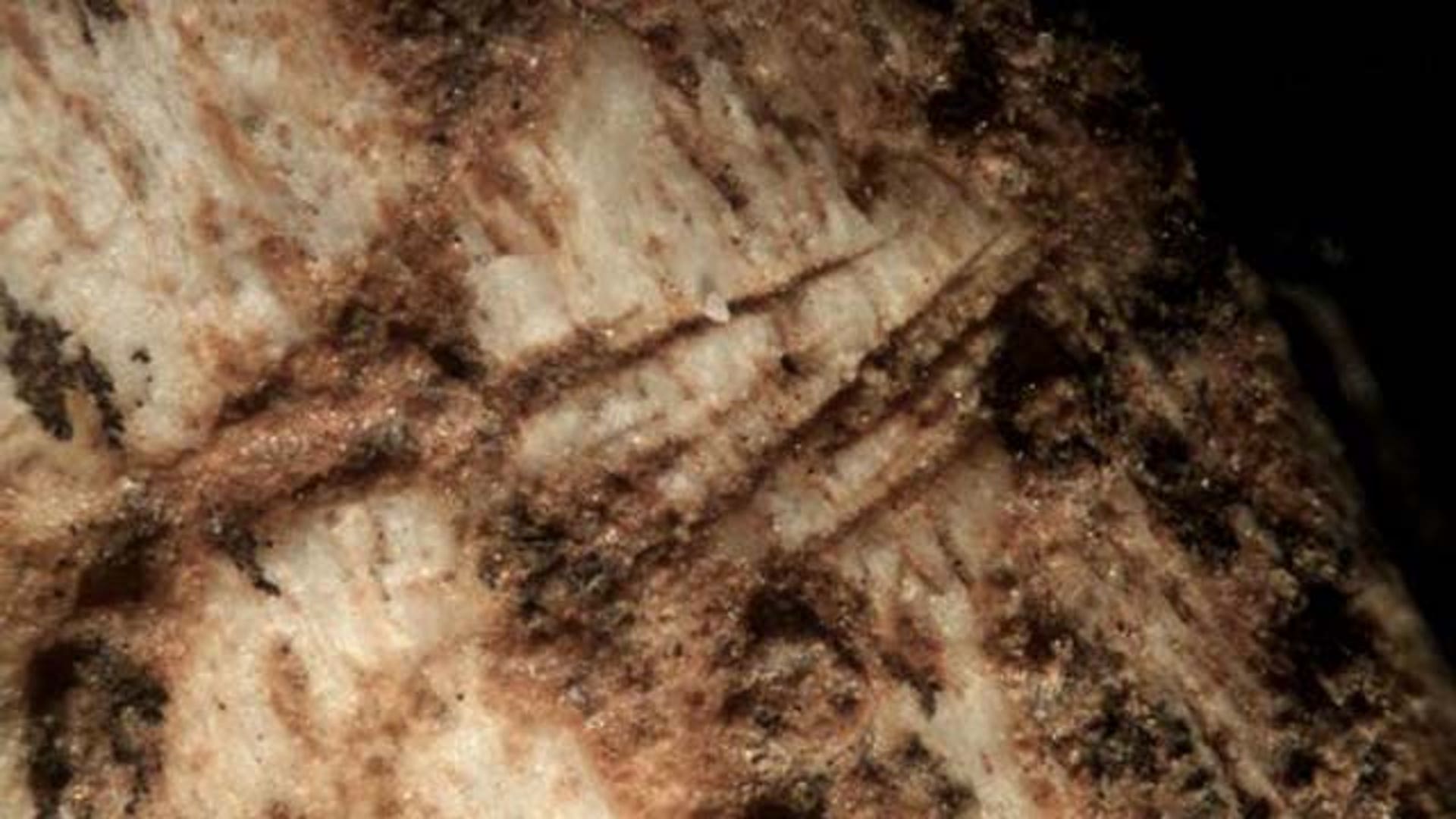 Lion Killed by Hominids?