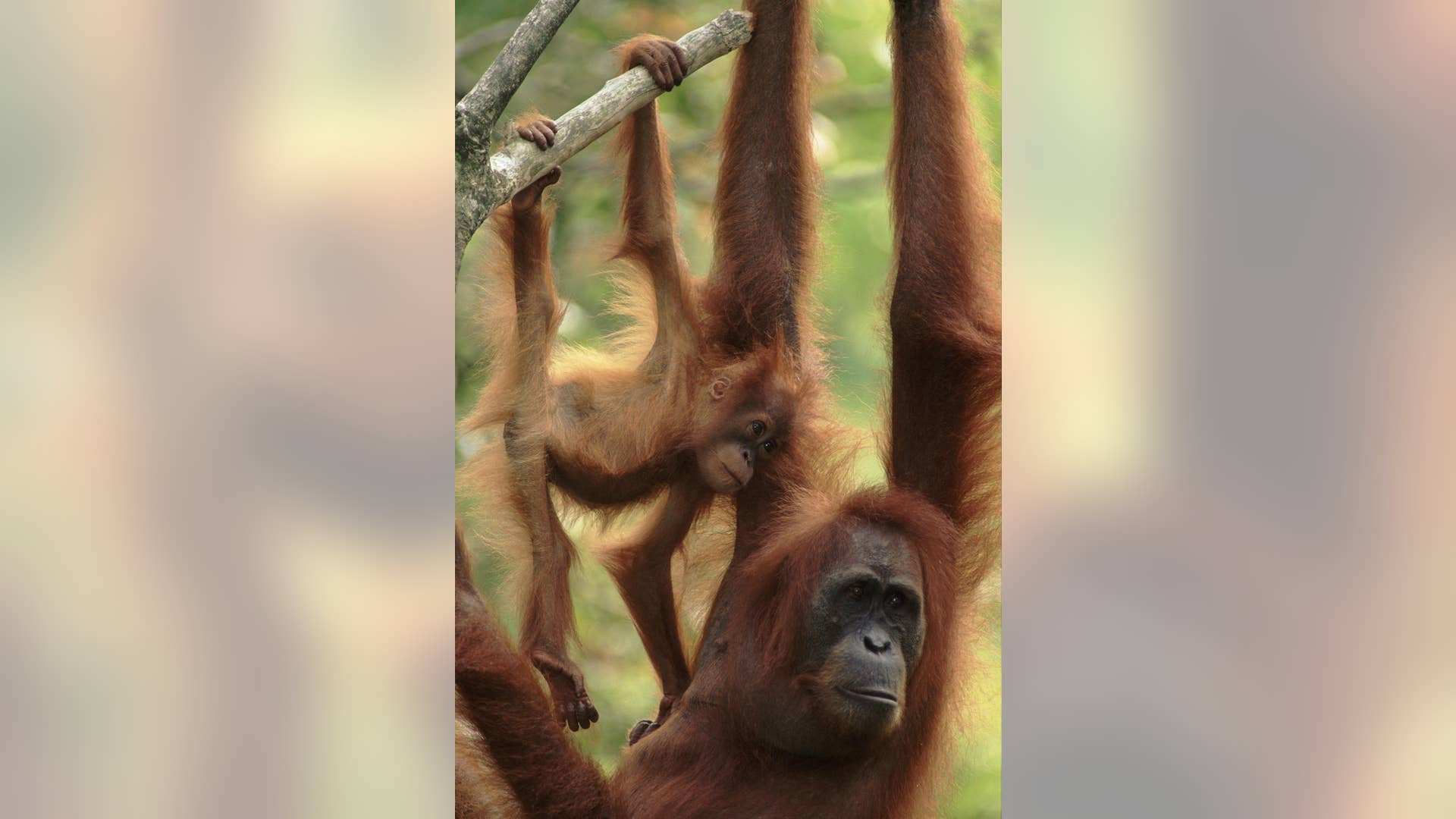 Sumatran Orangutan