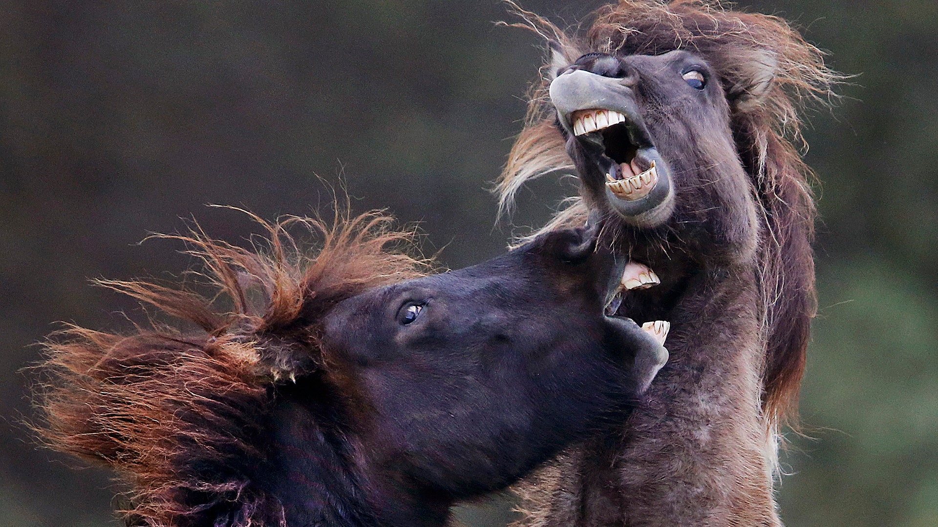 Two Iceland horses play in their paddock in Wehrheim, near Frankfurt, Germany, October 26, 2017