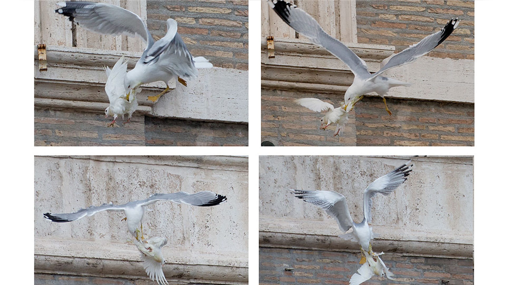 Vatican_Pope_Doves_4