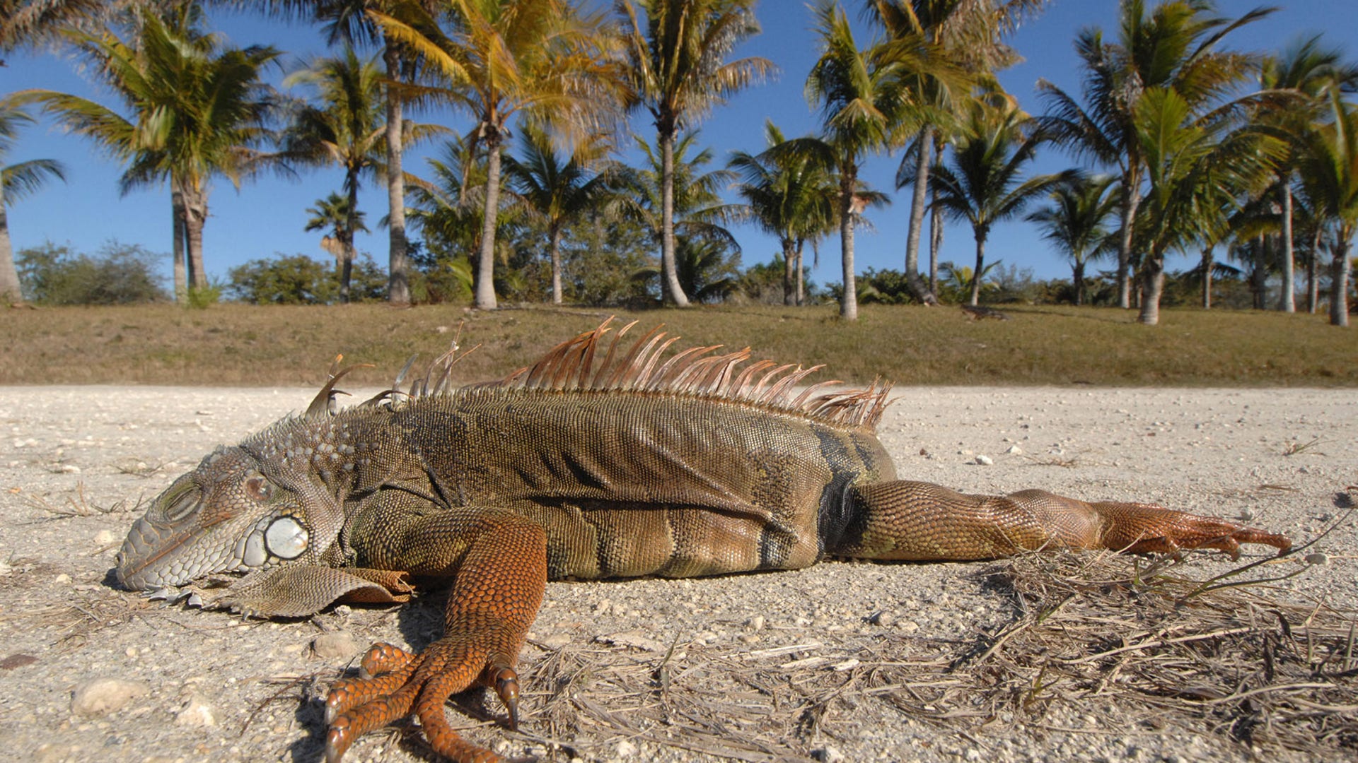That's One Chilly Iguana