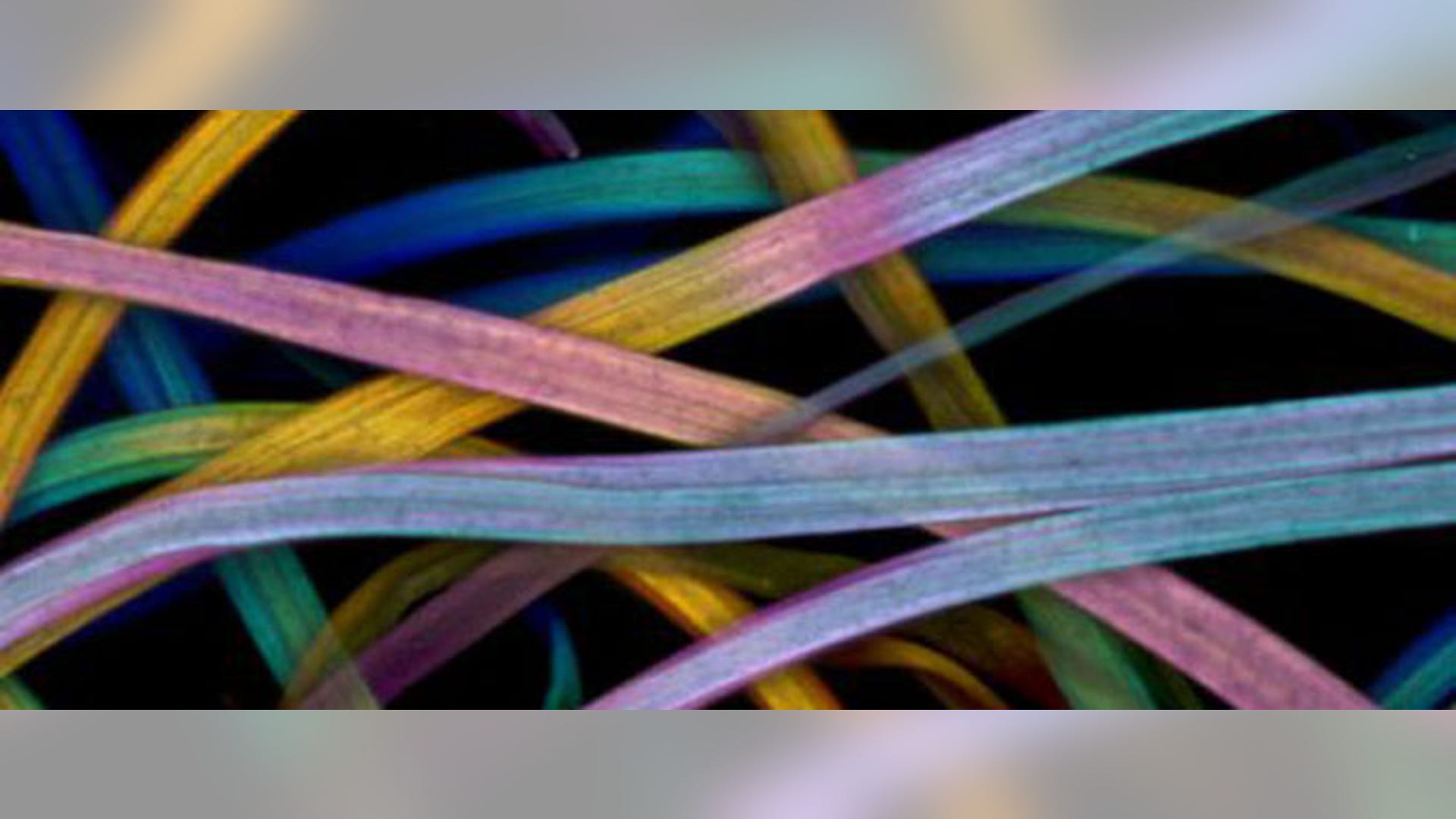 cotton_fibers_crop