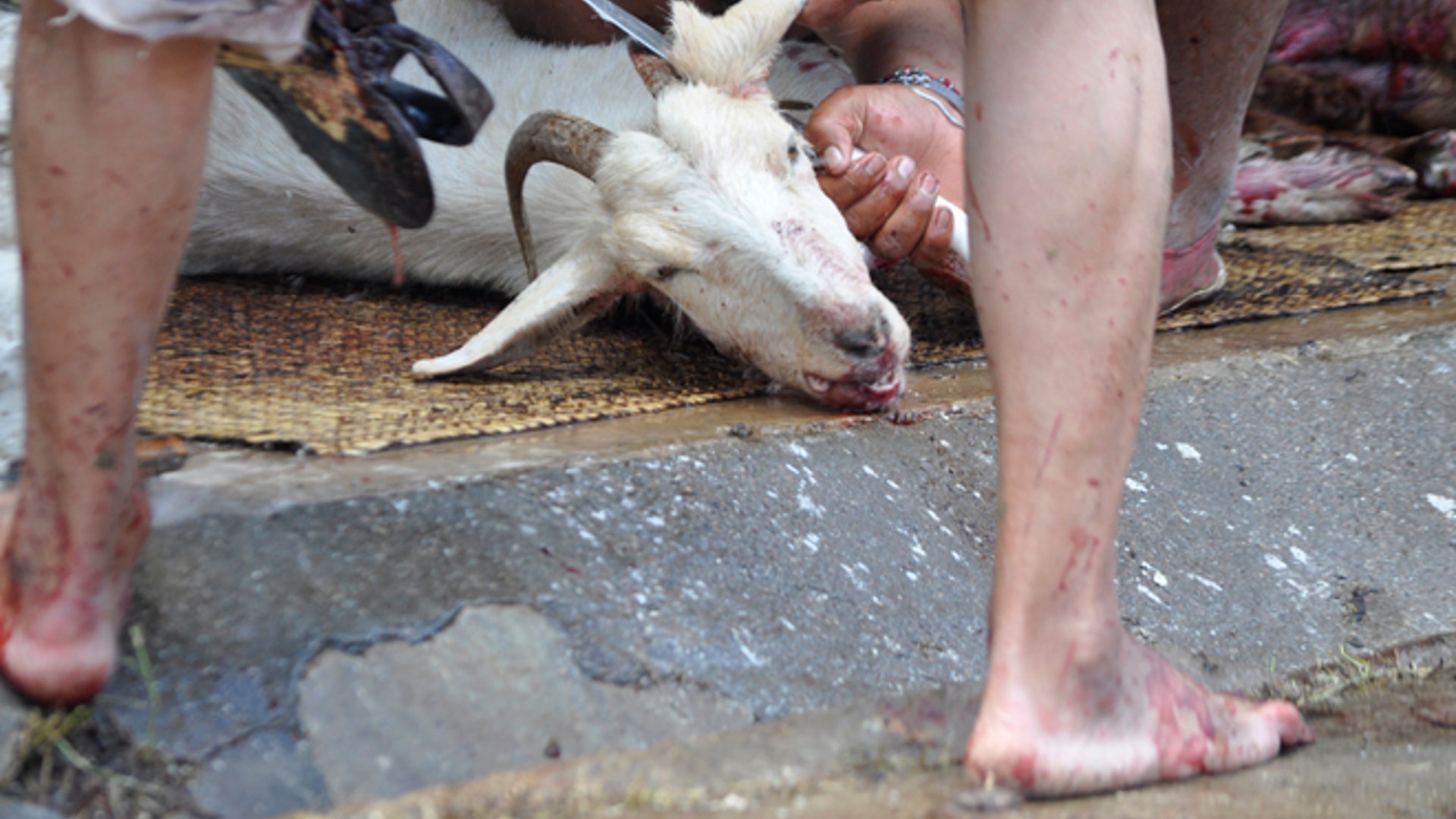 Goat_skinning_ear_Latino