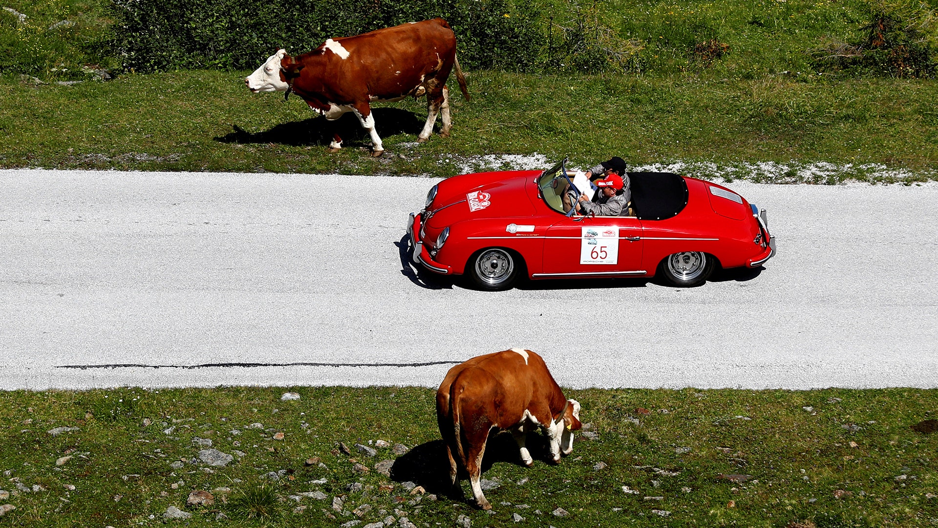 Passing cows on the road to Soelkpass, Austria