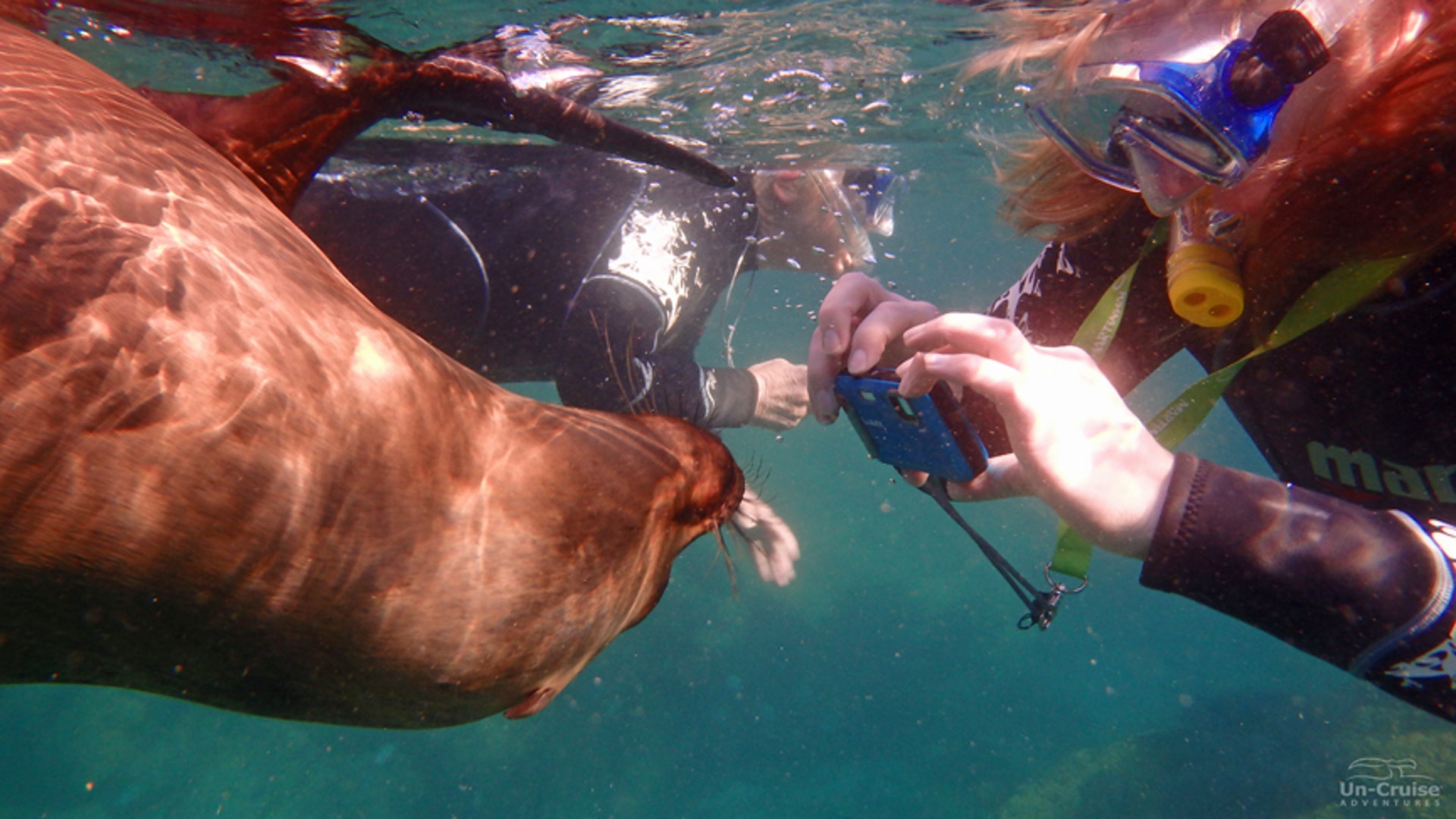 Baja, Mexico- Sea lion swim