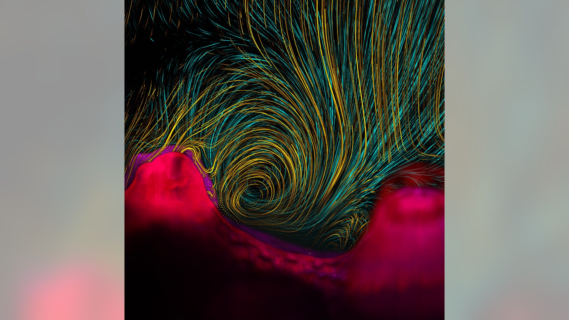 Photography, First Place: A fluid flow produced by corals