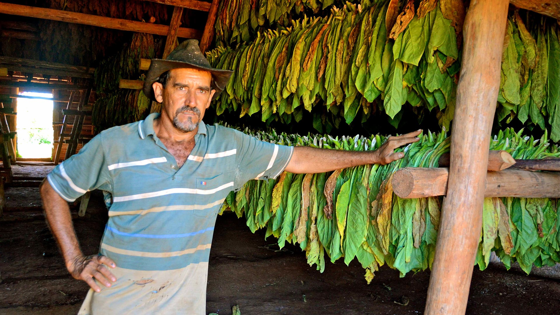 A tobacco farmer