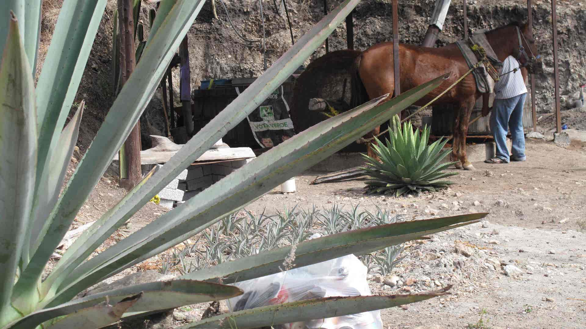 Flannery_Mezcal_Photos