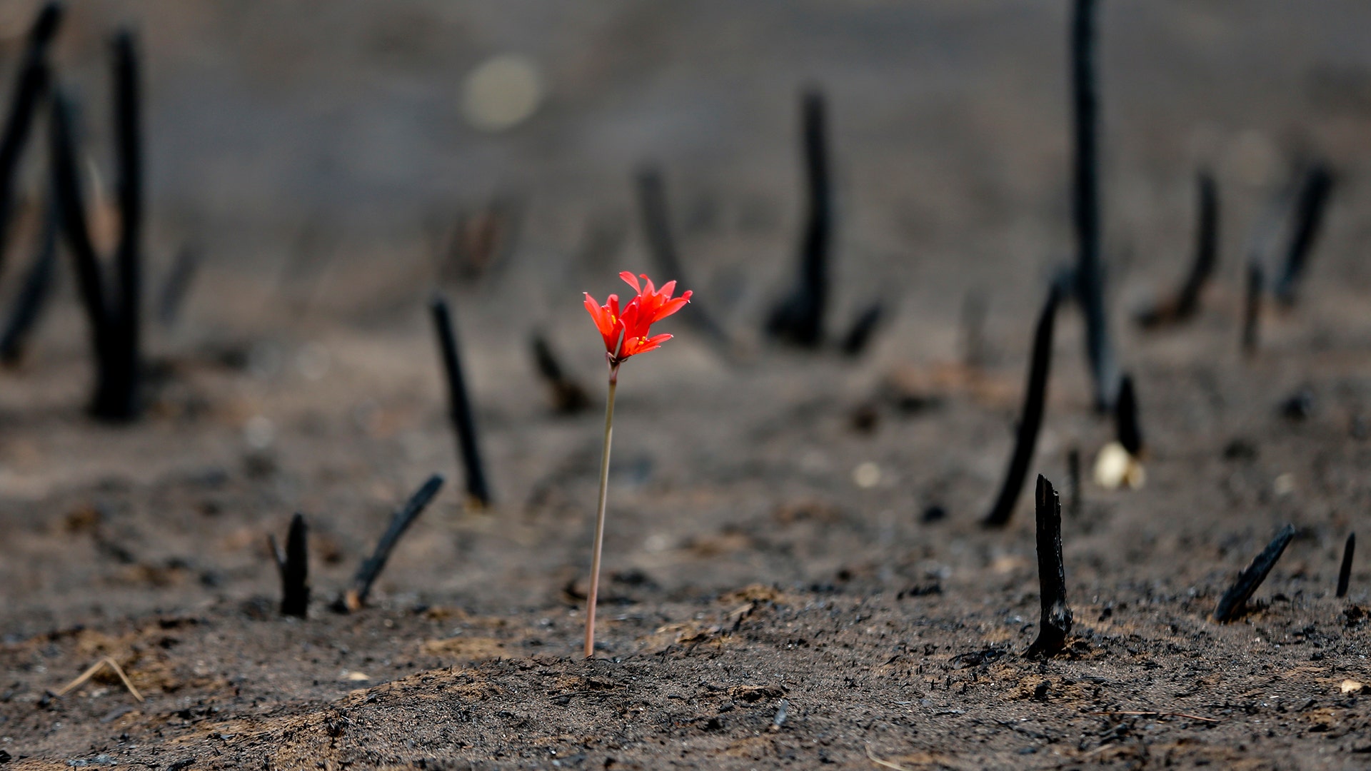 A flower shoots through a landscape razed by wildfires in Chile's Cauquenes community. The national forestry agency says Chile's raging wildfires have destroyed nearly 904,000 acres (366,000 hectares)