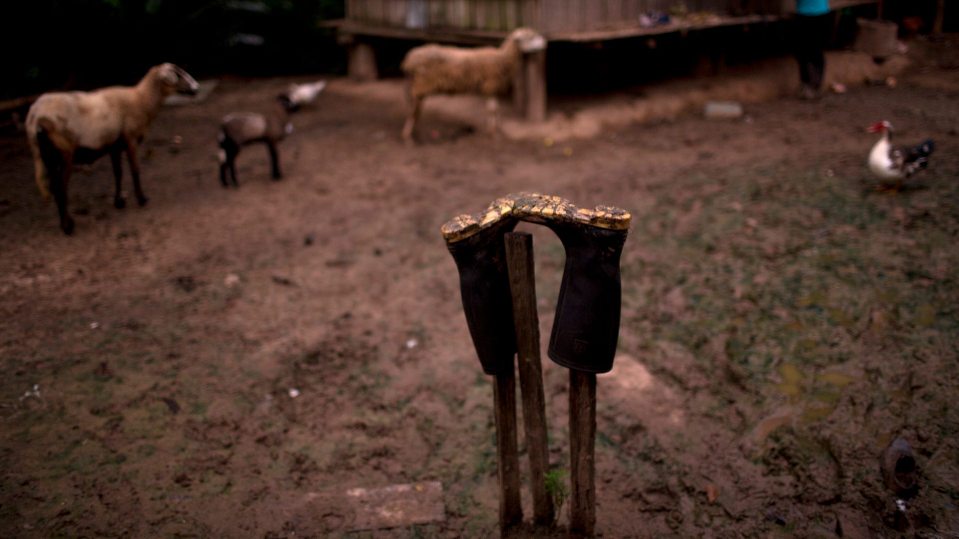 APTOPIX_Peru_Cocalero_Garc_2_