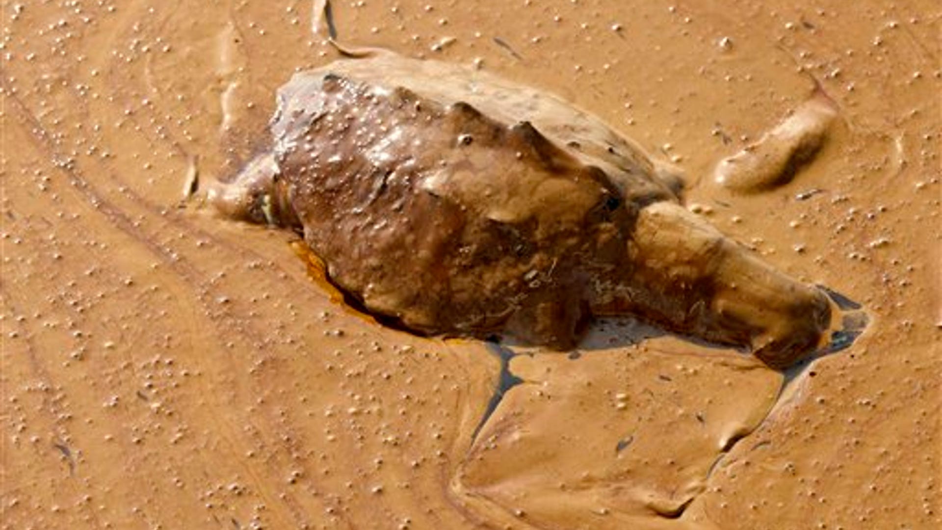 Dead Turtle