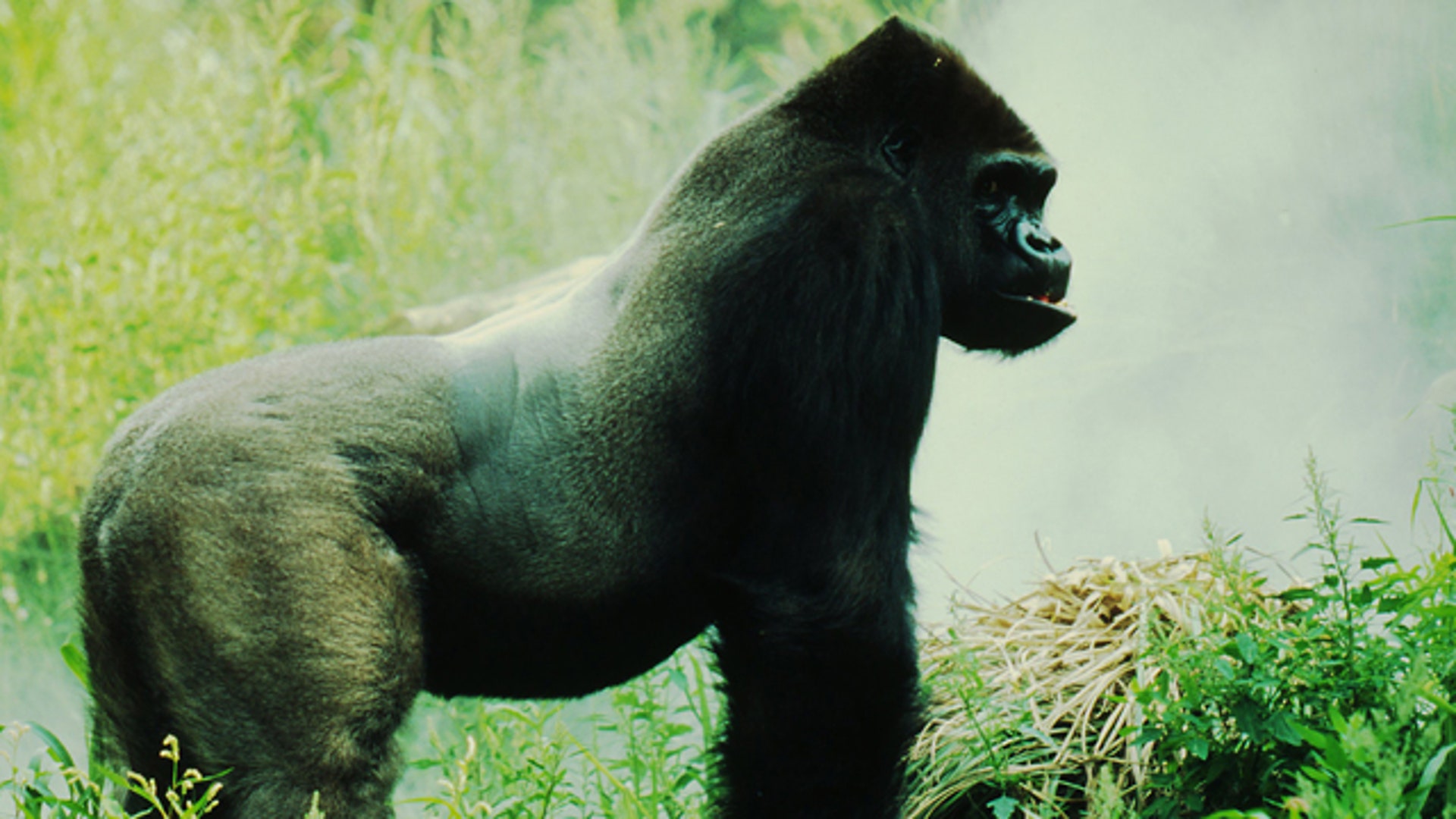 Eastern Lowland Gorilla