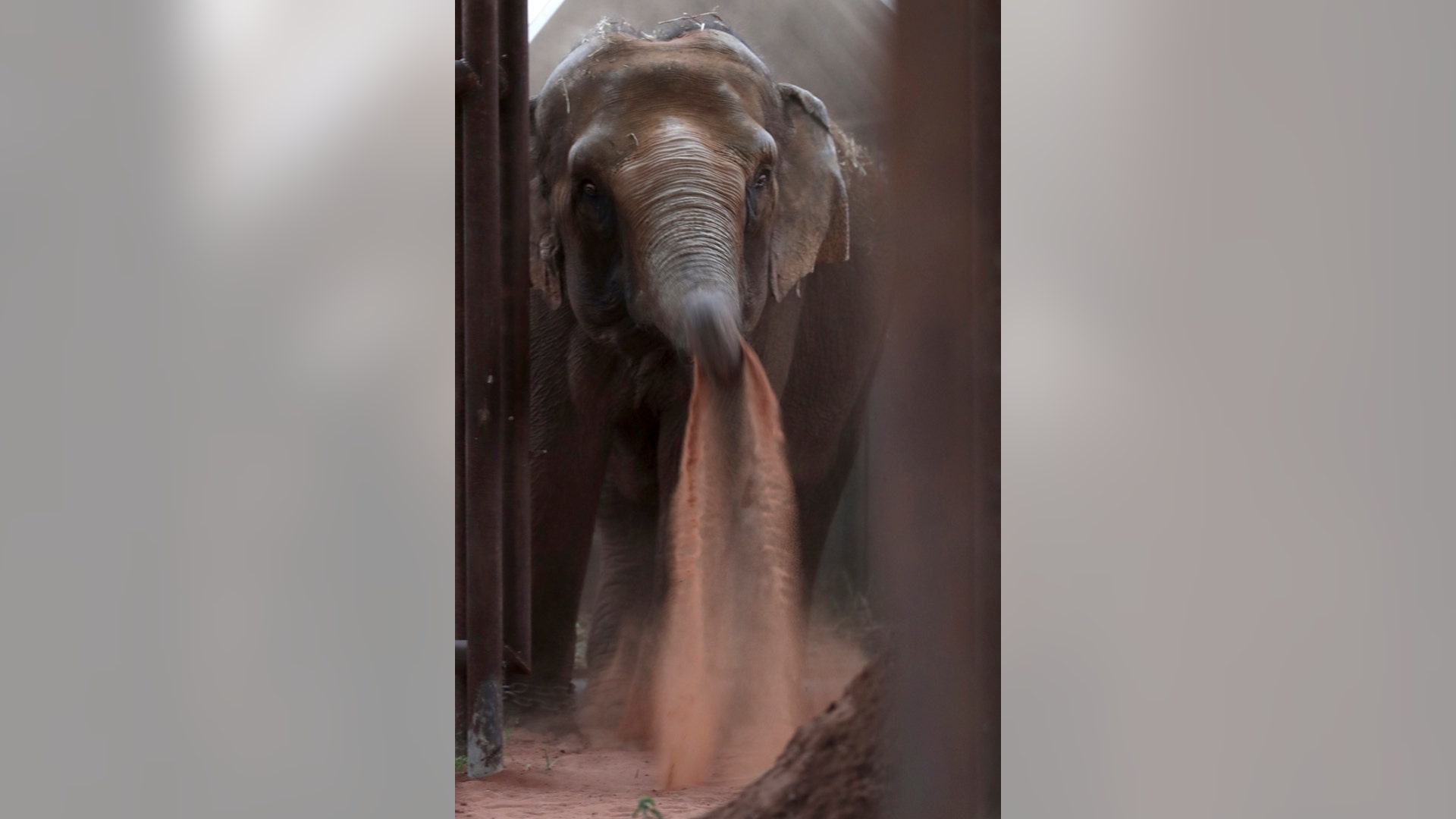 Brazil_elephant_sanctuary_2