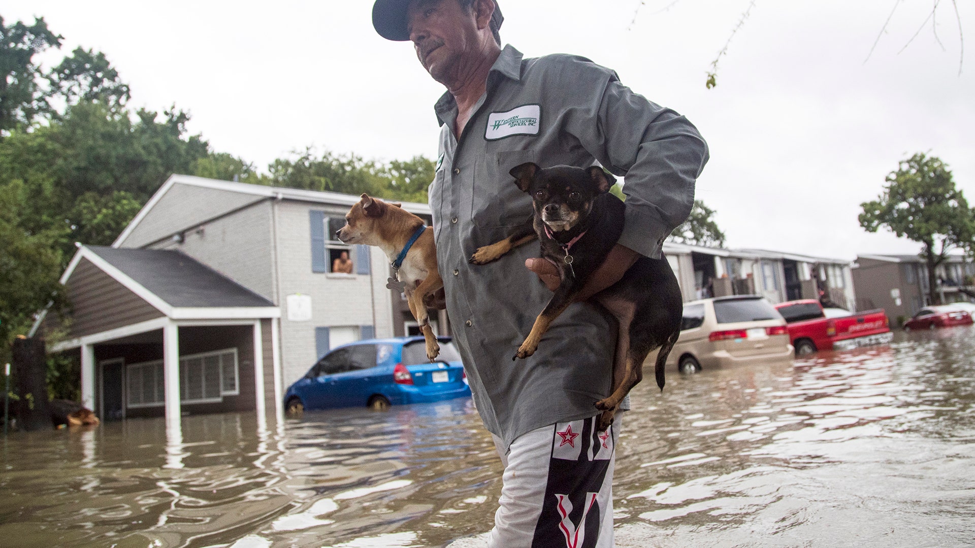 Felipe Grande removes his two dogs from his apartment at Bayou Parc at Oak Forest, Sunday, in Houston
